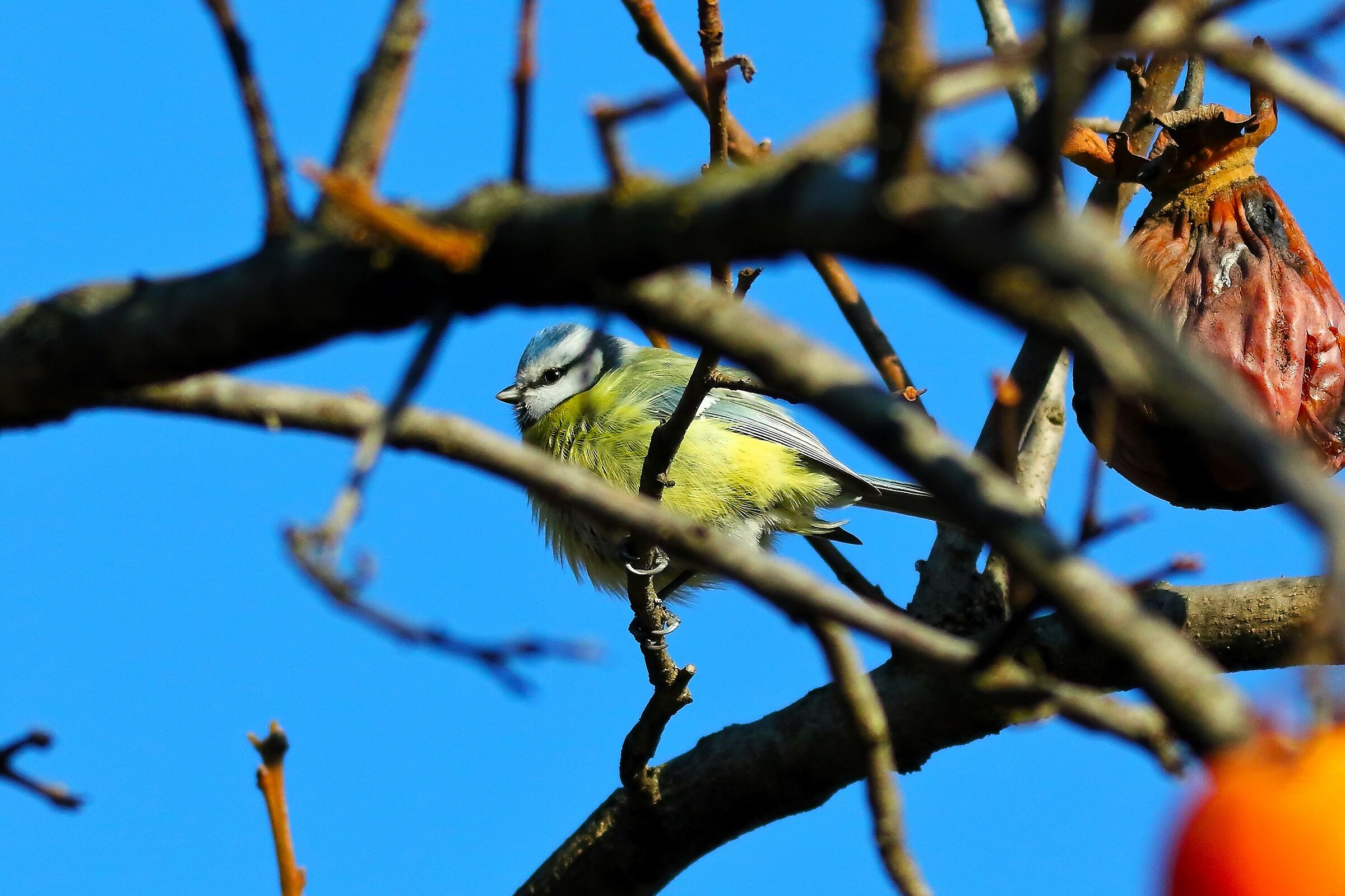 Cinciarella 13 January 2024 - 6004