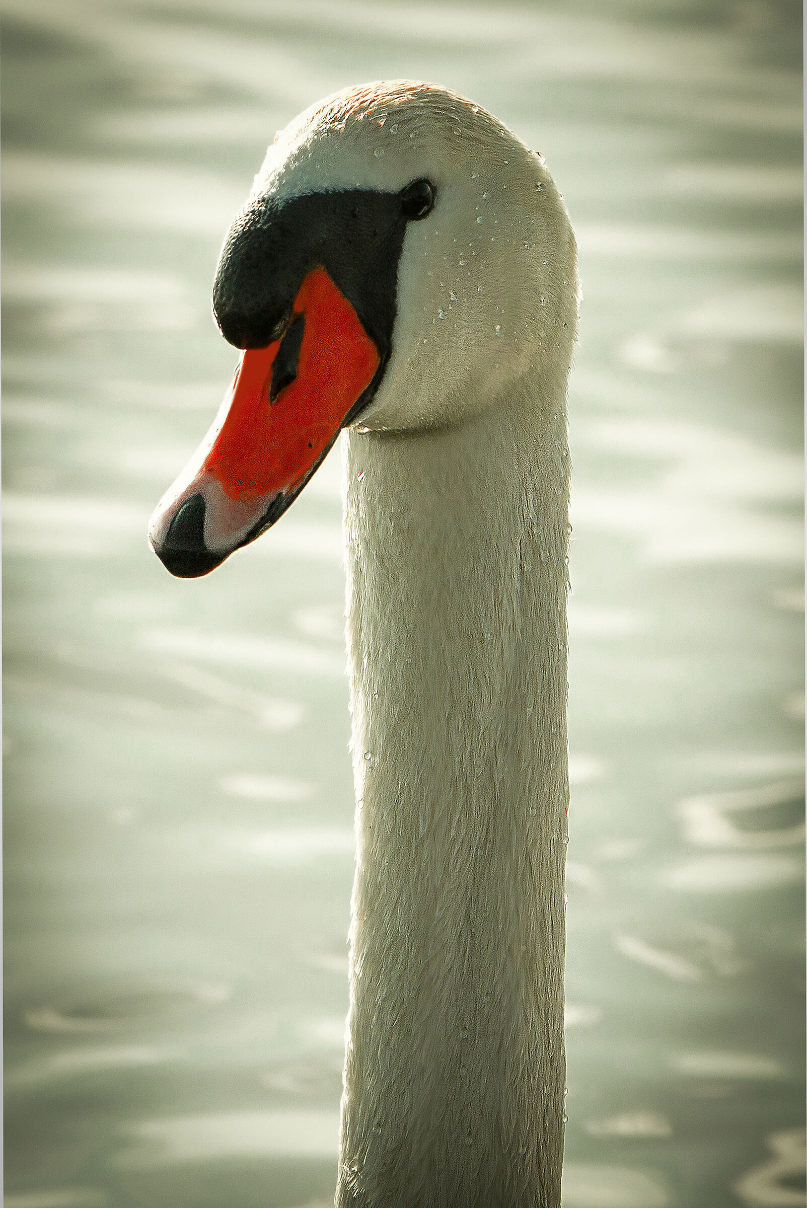 Speriamo non mi venga mai il torcicollo..... !