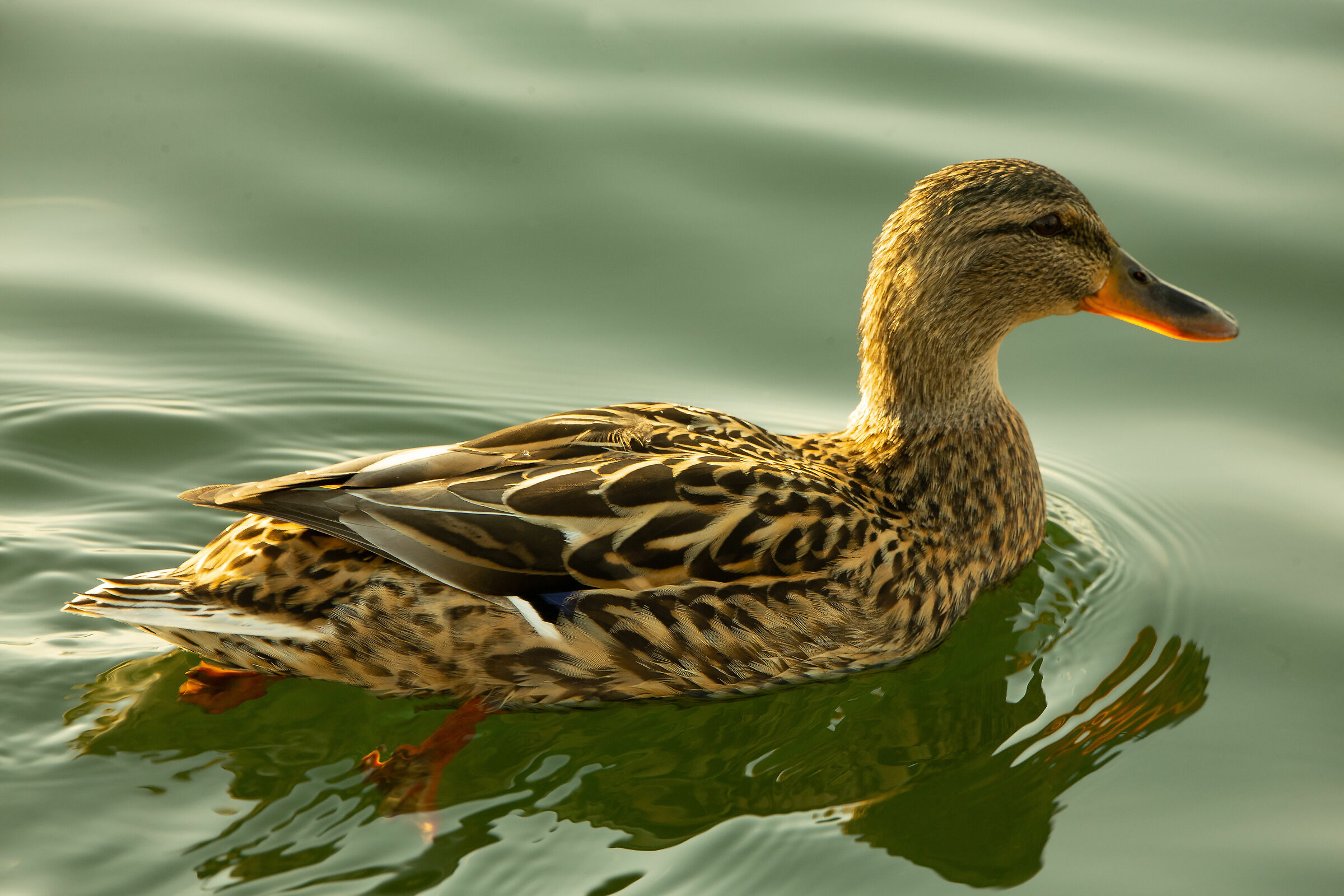 l'acqua scarseggia.. ma la papera galleggia..