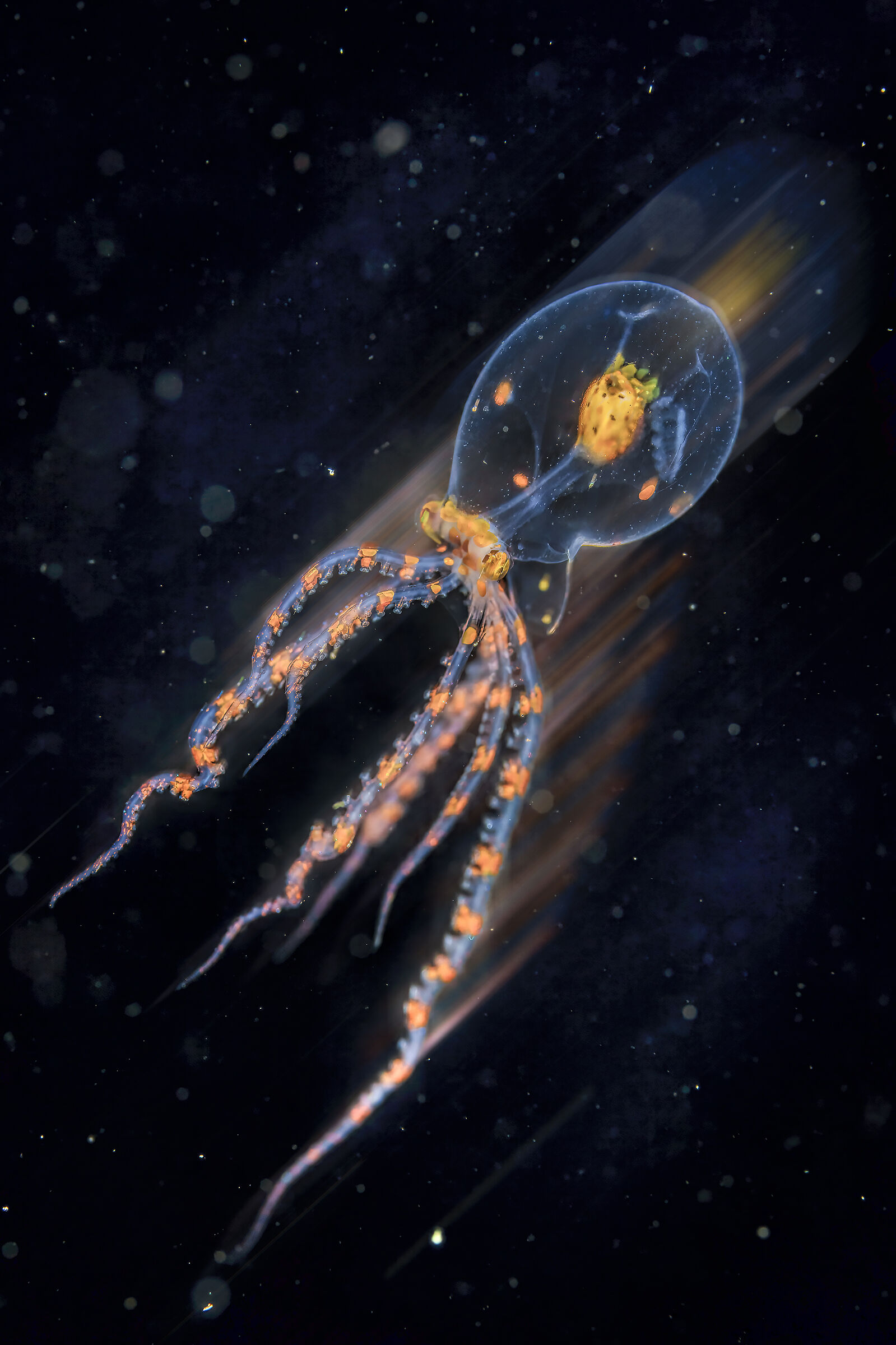 wunderpus giovanile  move