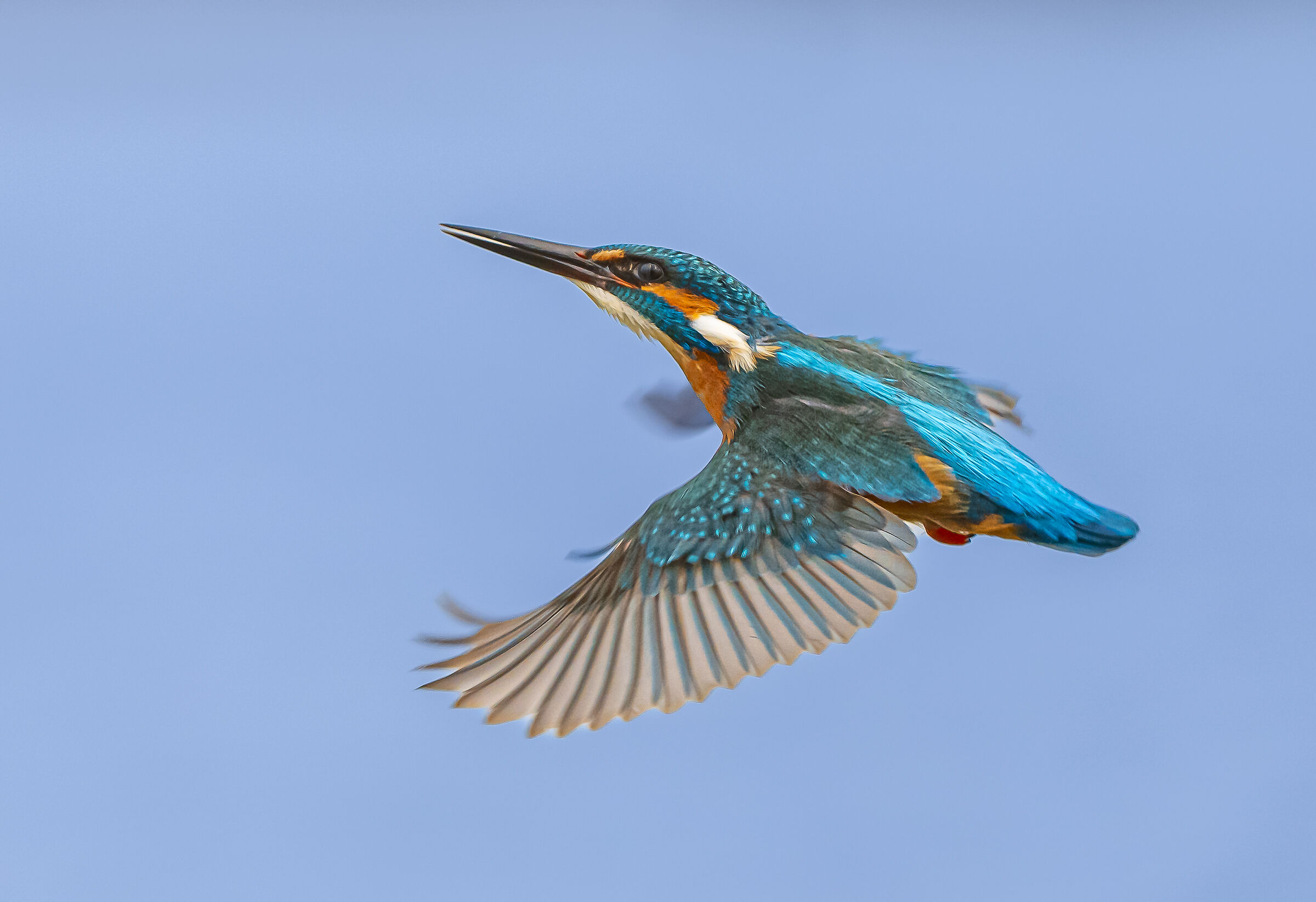 Lightning-fast kingfisher