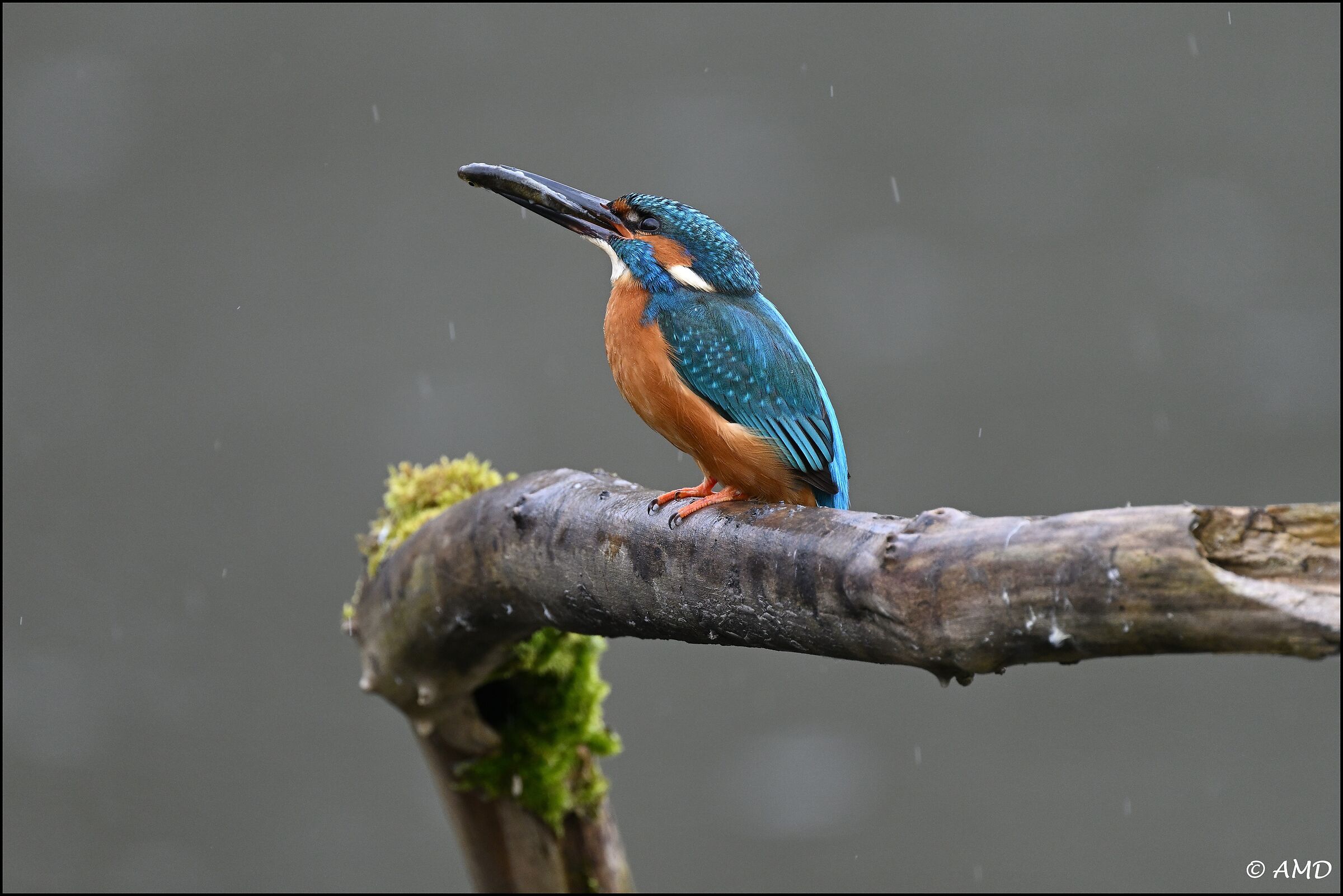 Kingfisher in the rain