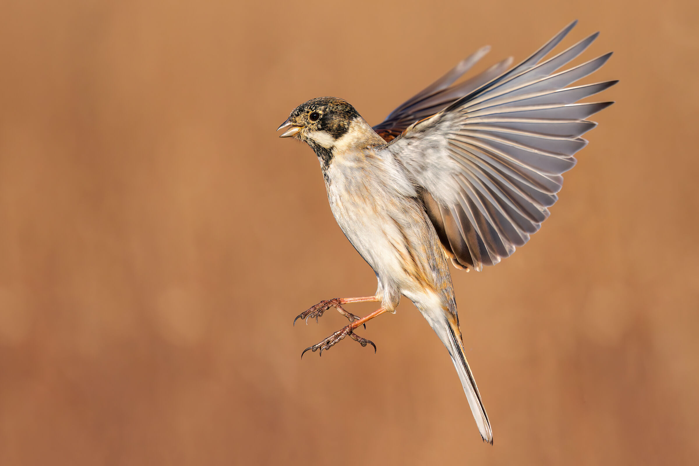 Migliarino di Palude
