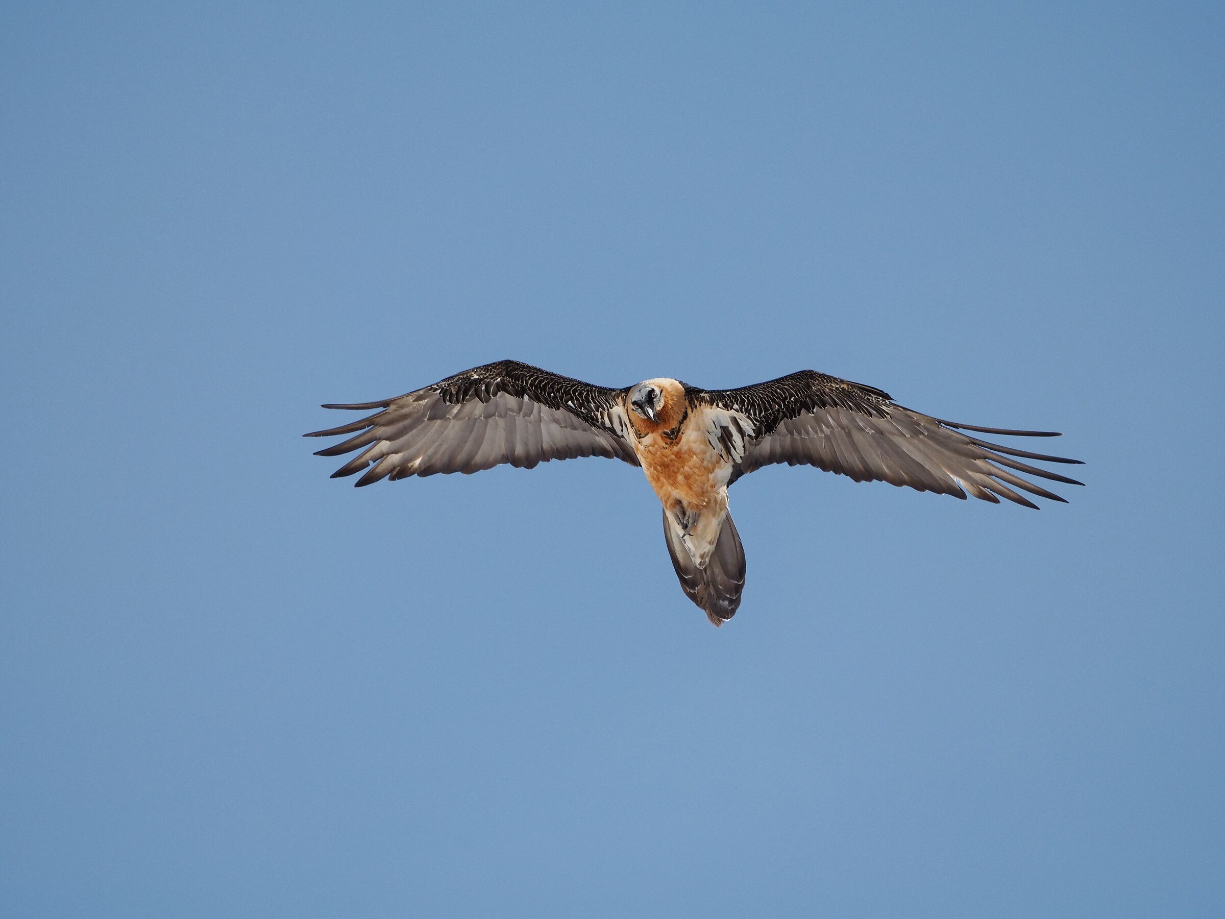 Bearded vulture