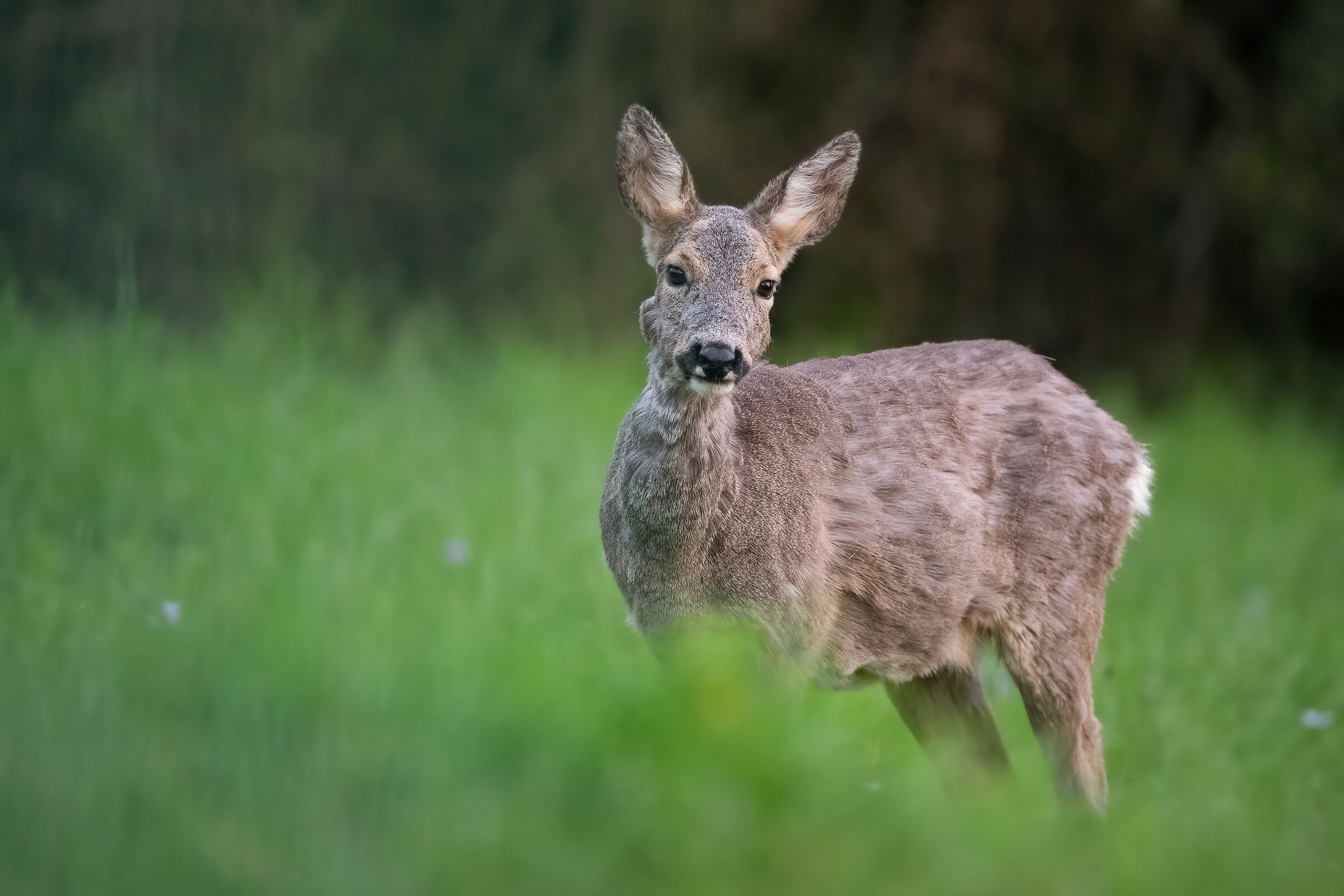 Capriolo f. (Tuscany - March 2024)