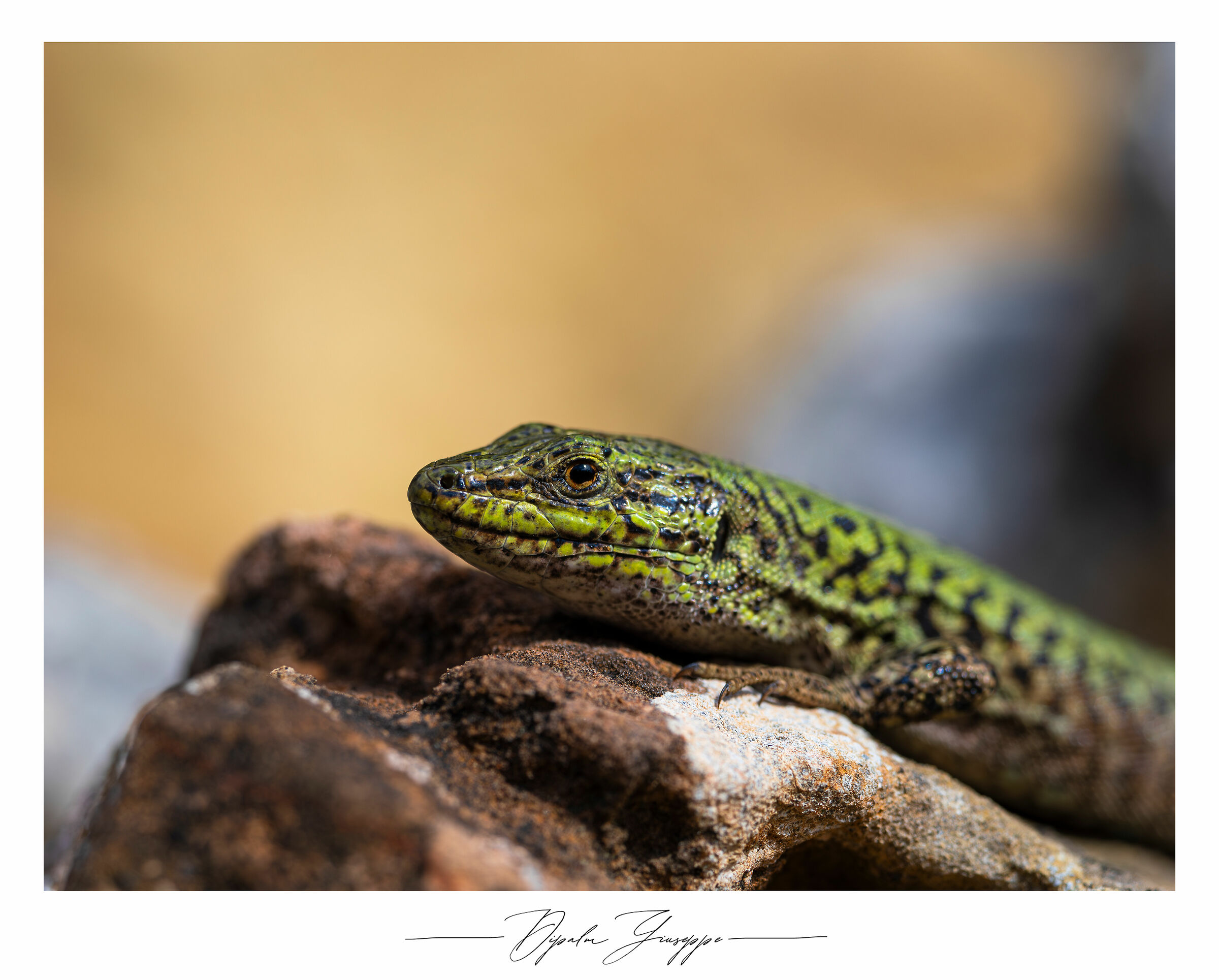 Podarcis siculus