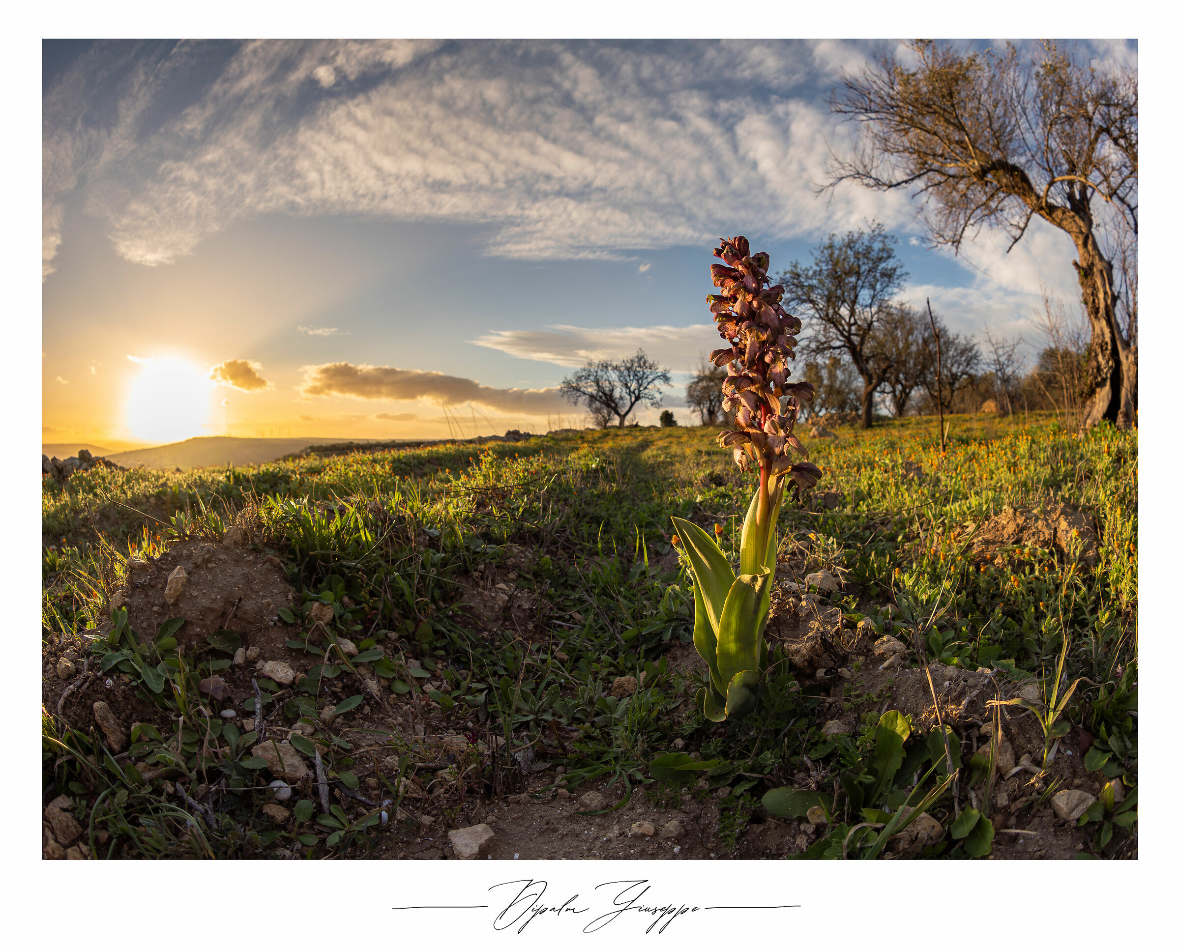 Himantoglossum robertianum 5