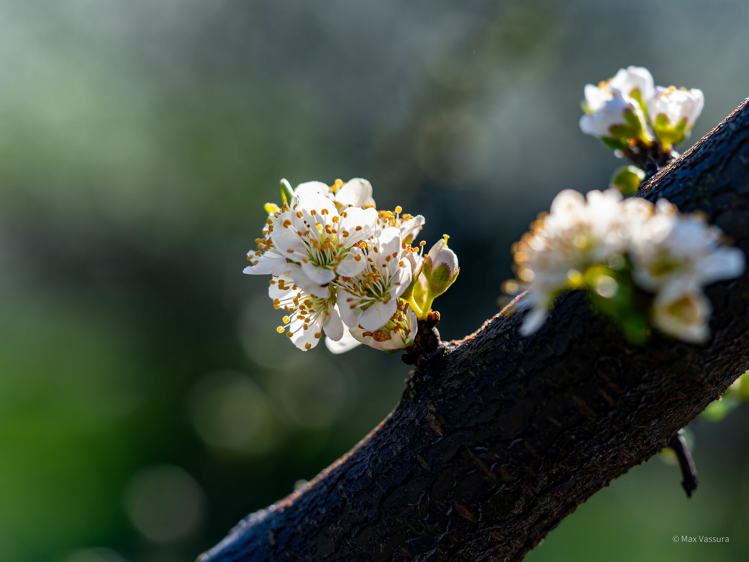 fiore di ciliegio ...