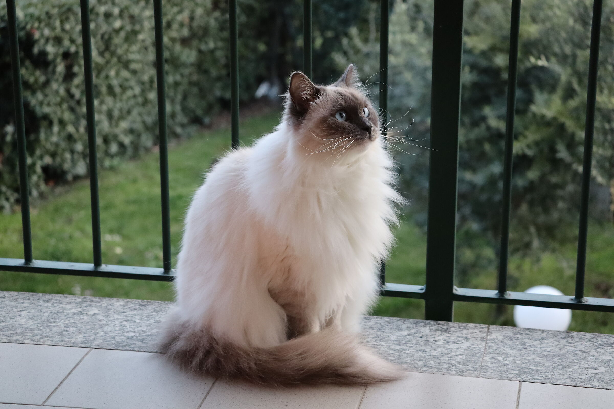 Gatto sognatore