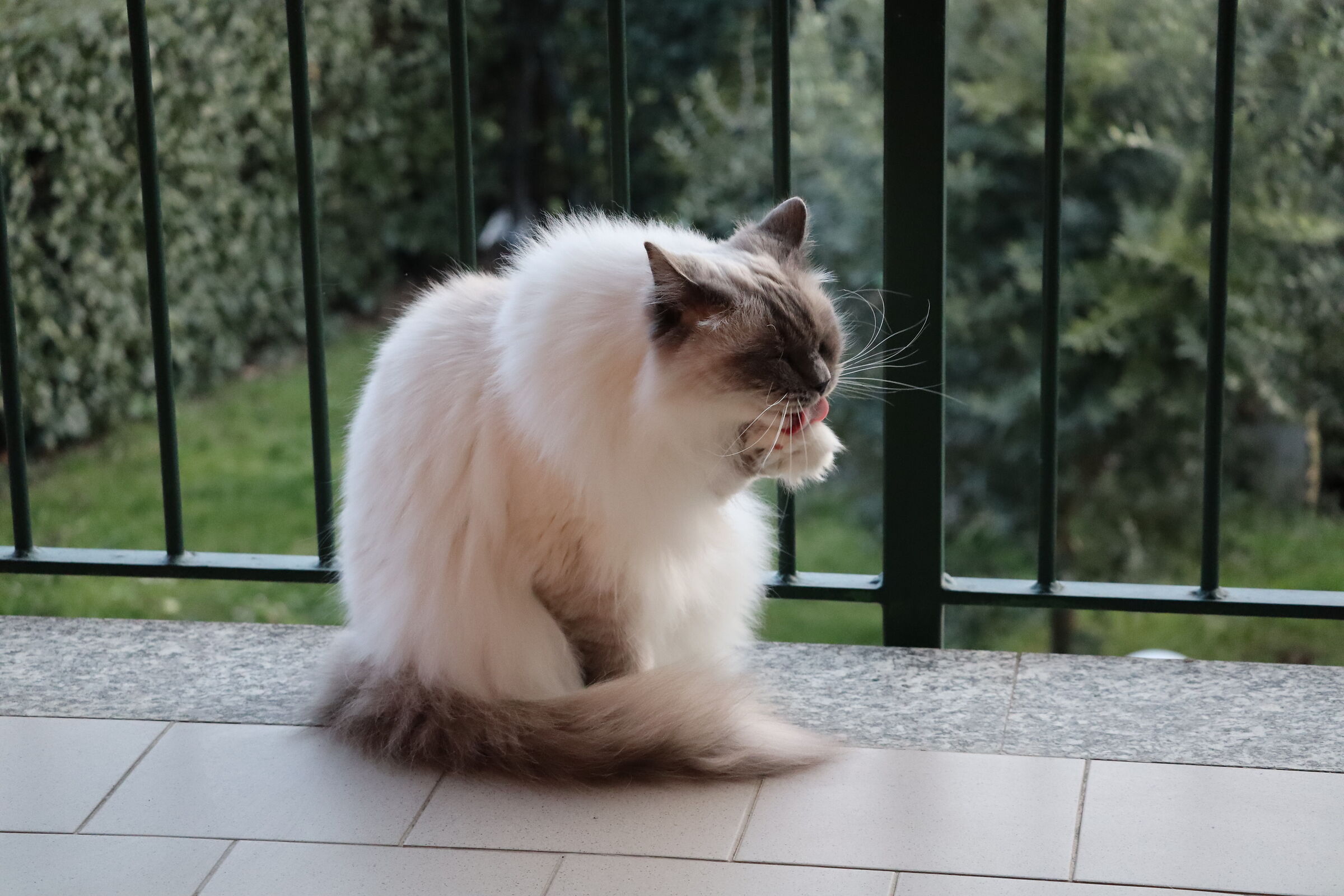 Gatto pulito