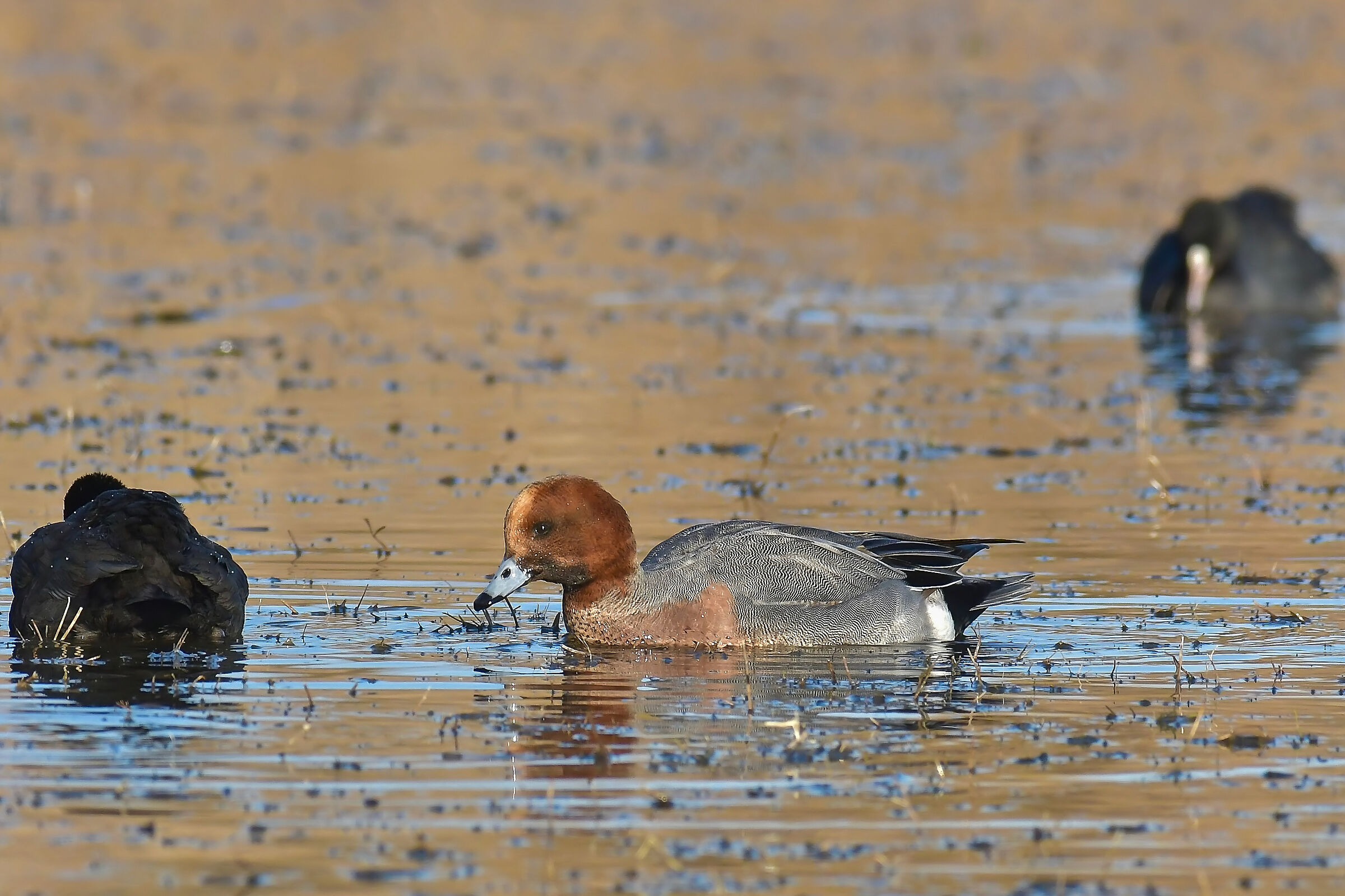 Wigeon among coots