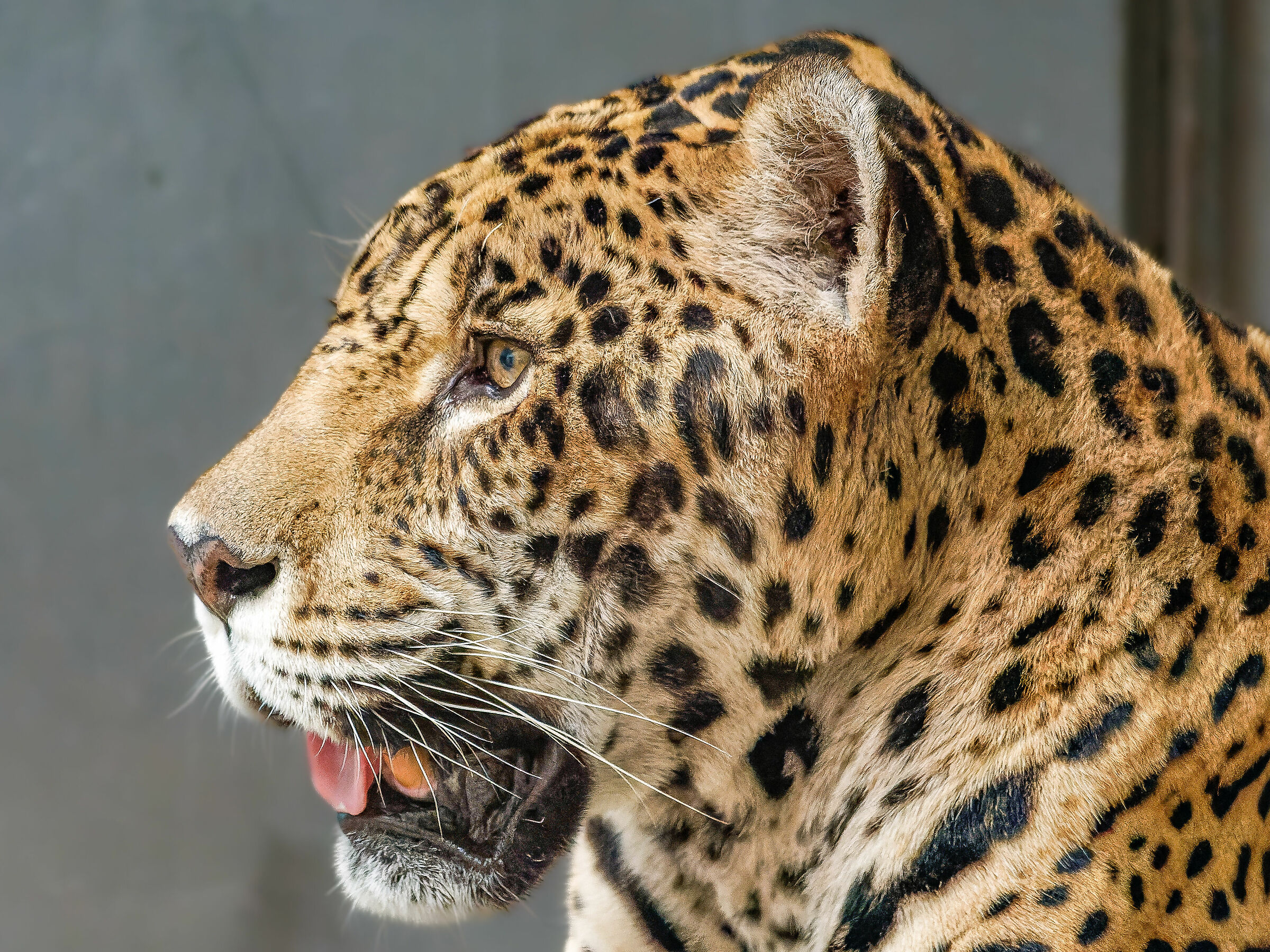 Sri Lankan leopard