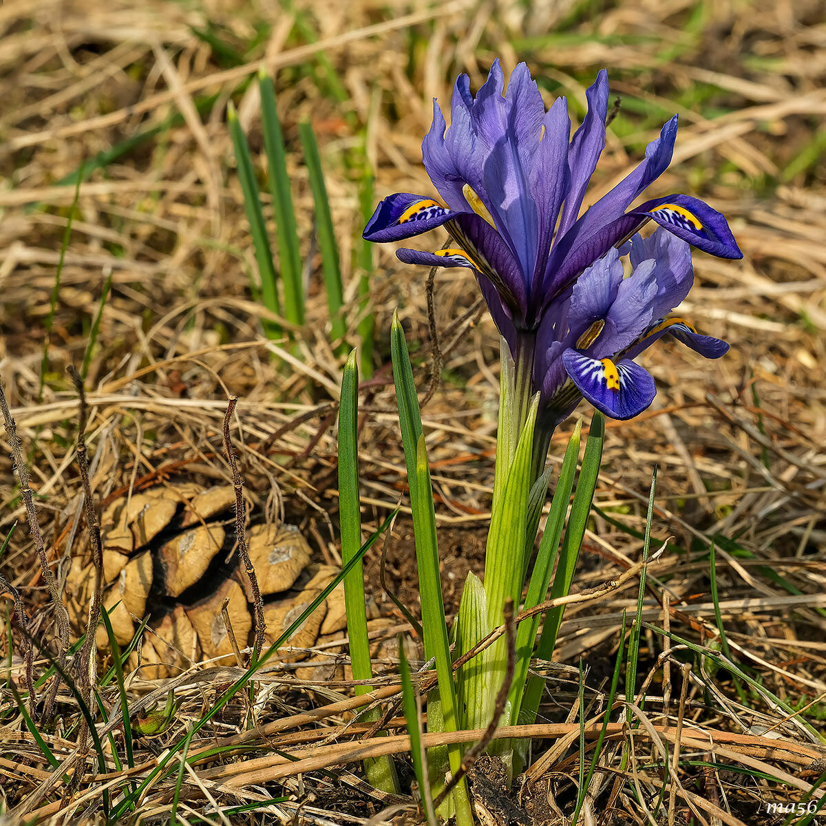 Iris