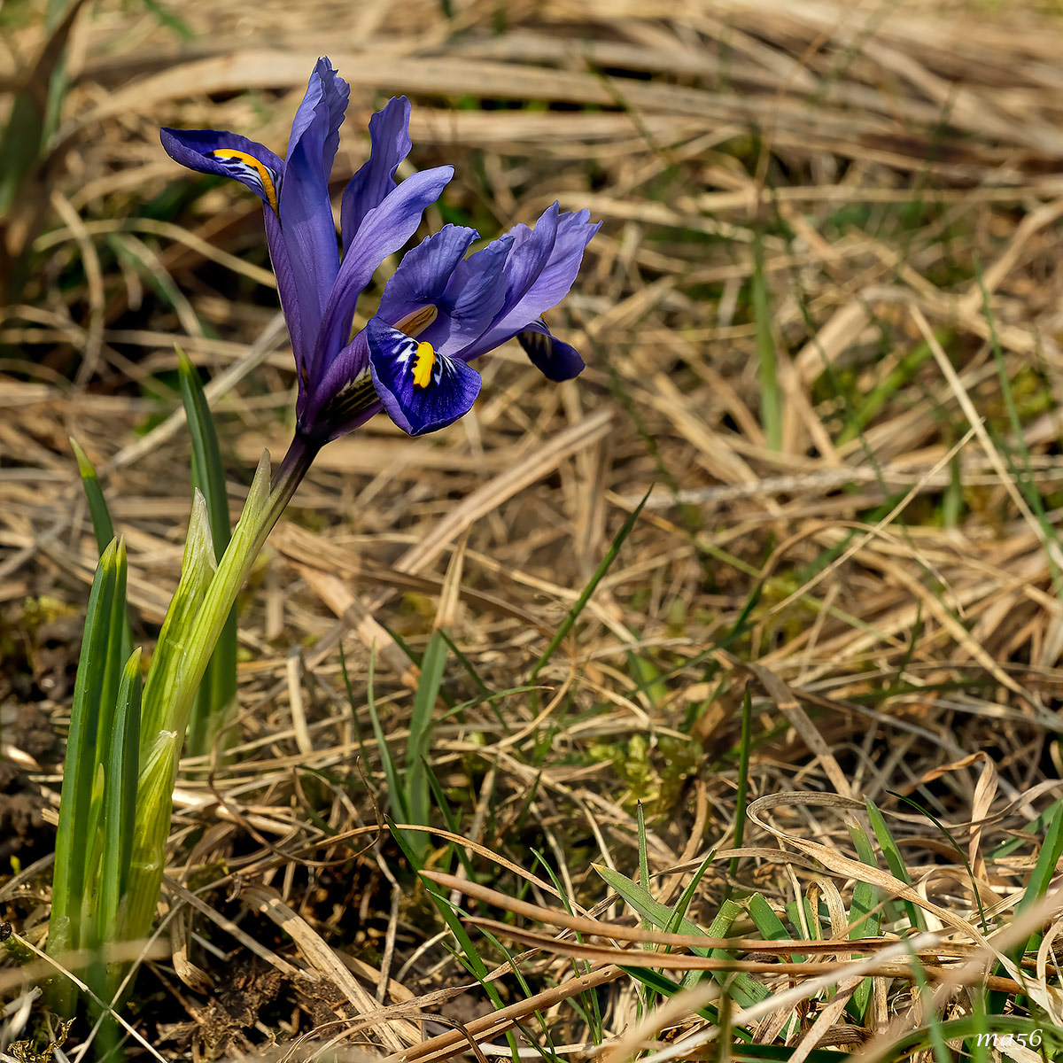 Iris