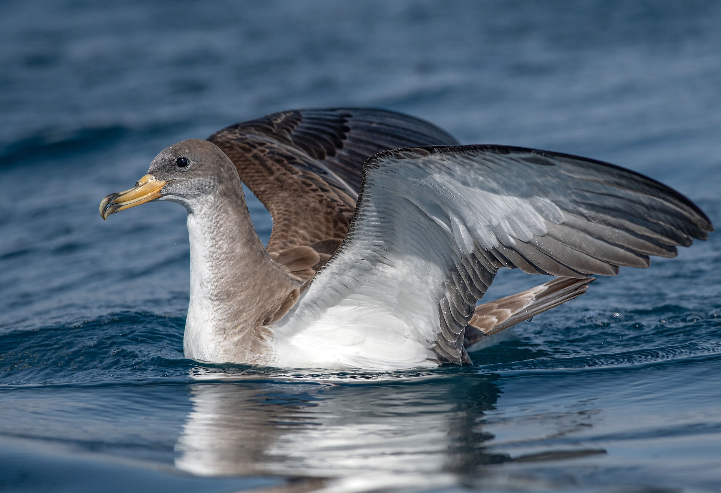 Cory's Shearwater