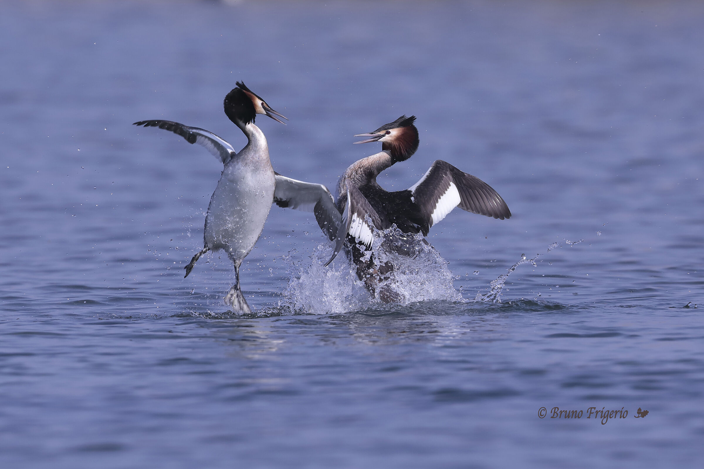 svassi in combattimento