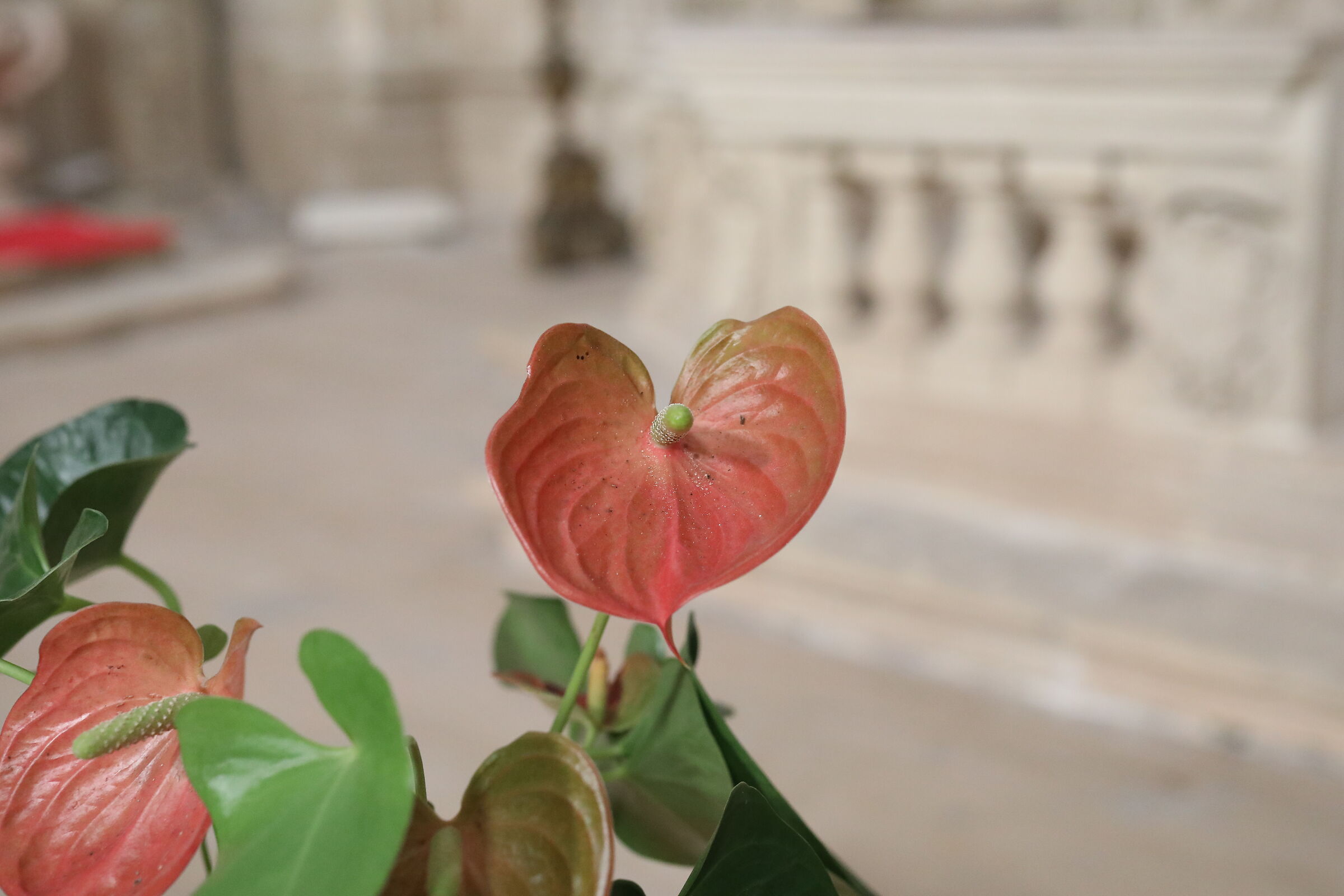 " ISO 6 Mila 400 " Canon 5 D IV - Milvus Zeiss 50, 1.4