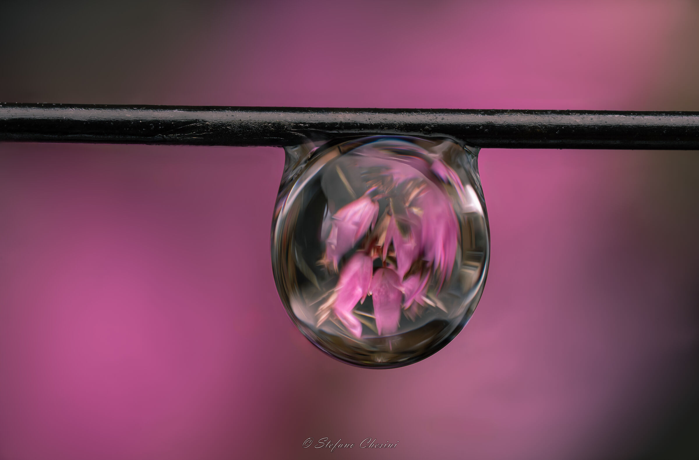 Pink Drop