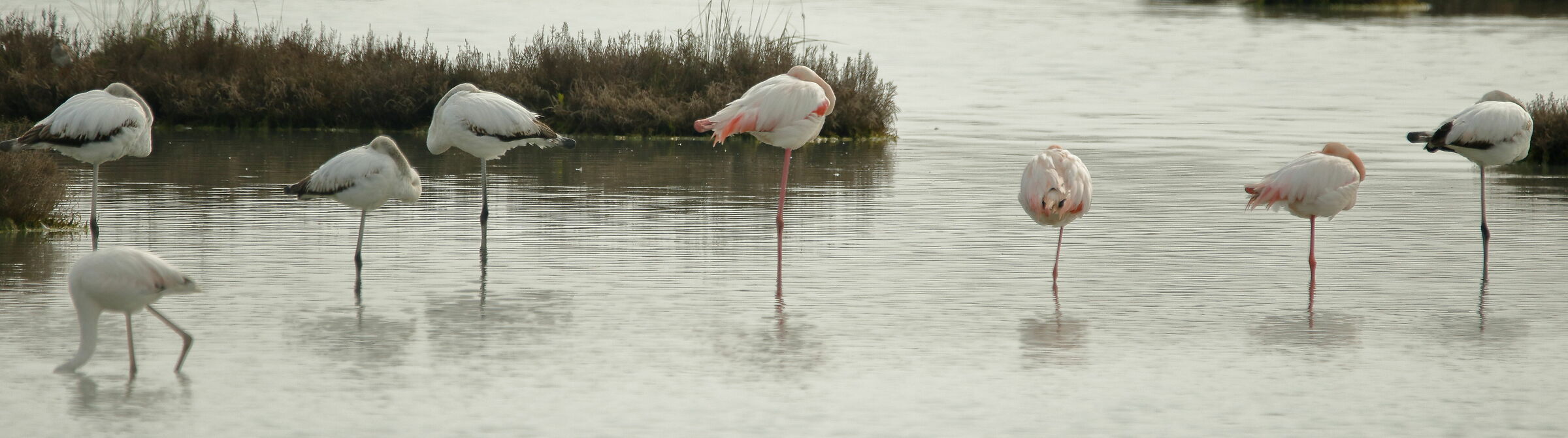 The flowers at the park