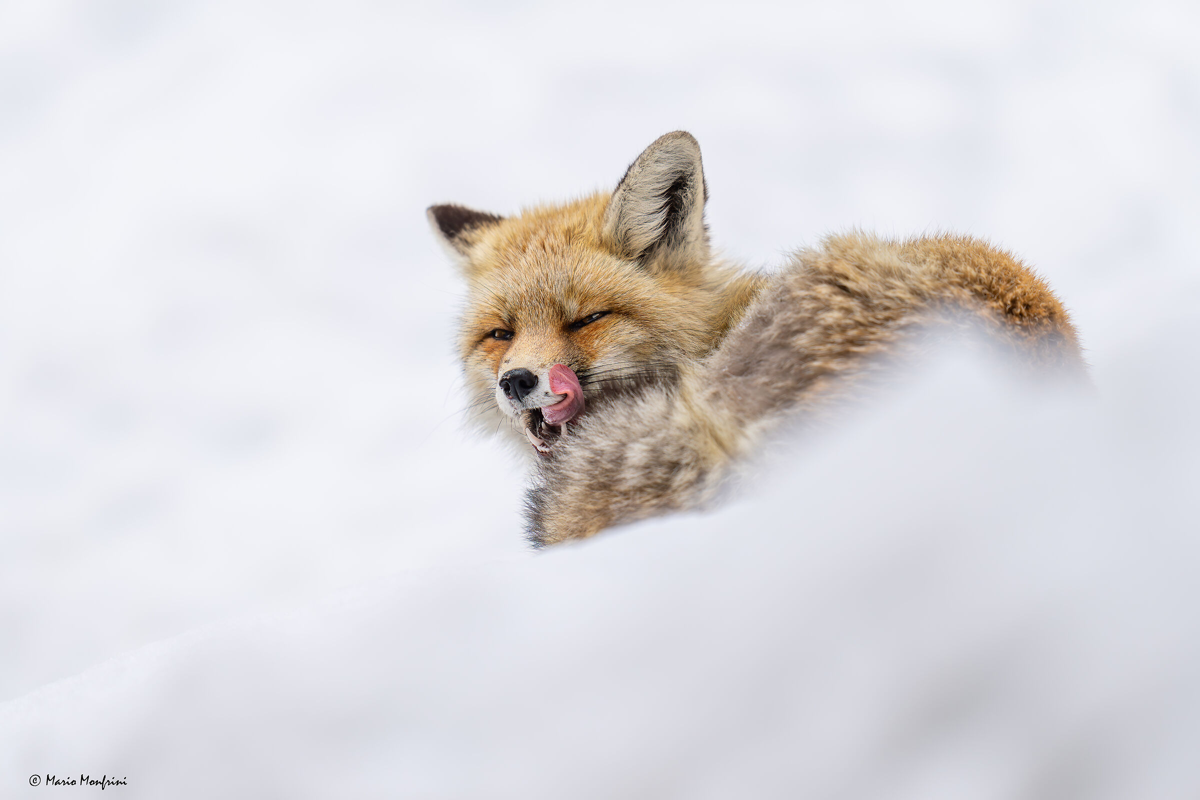 Sleepy Fox