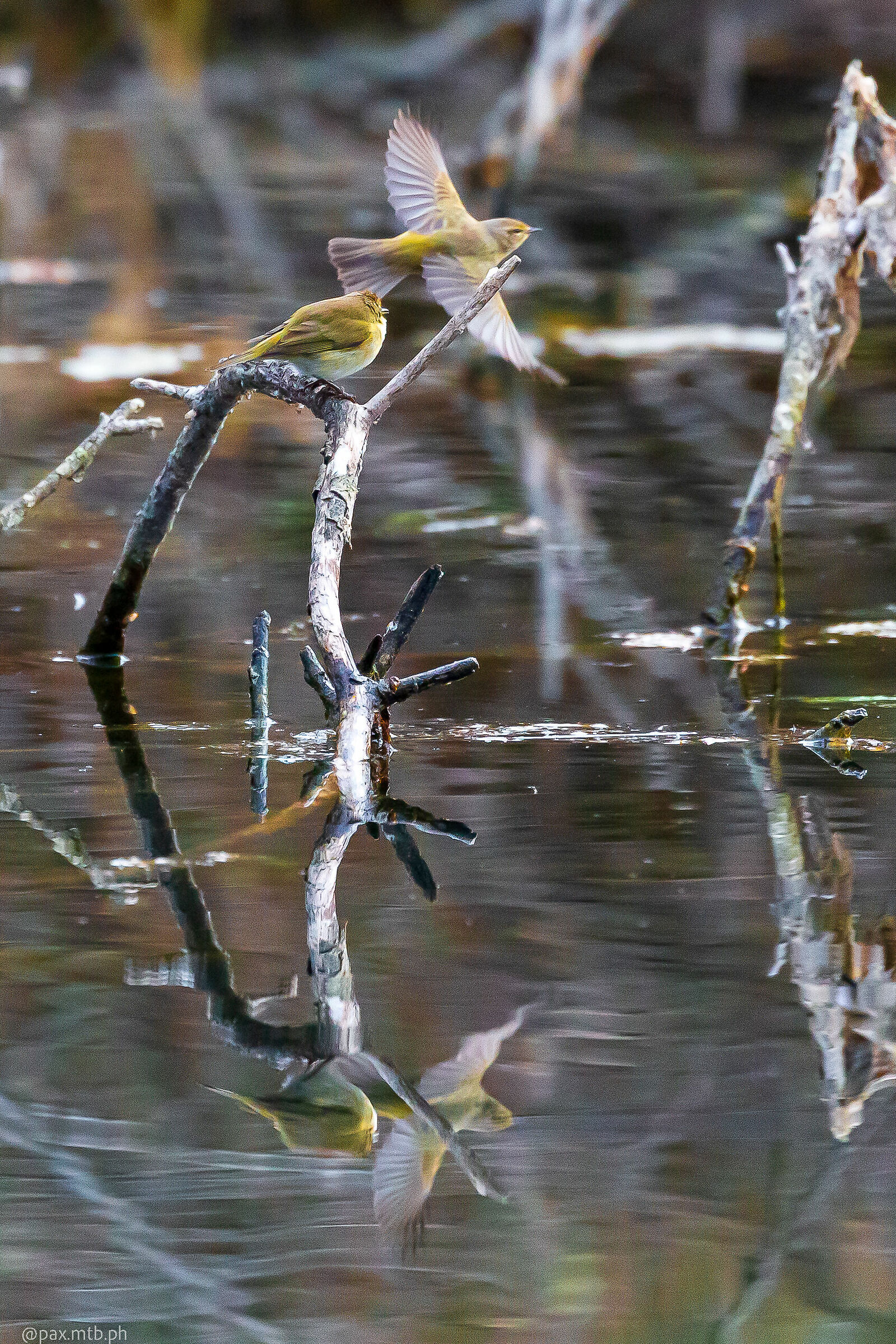 Reflections in flight