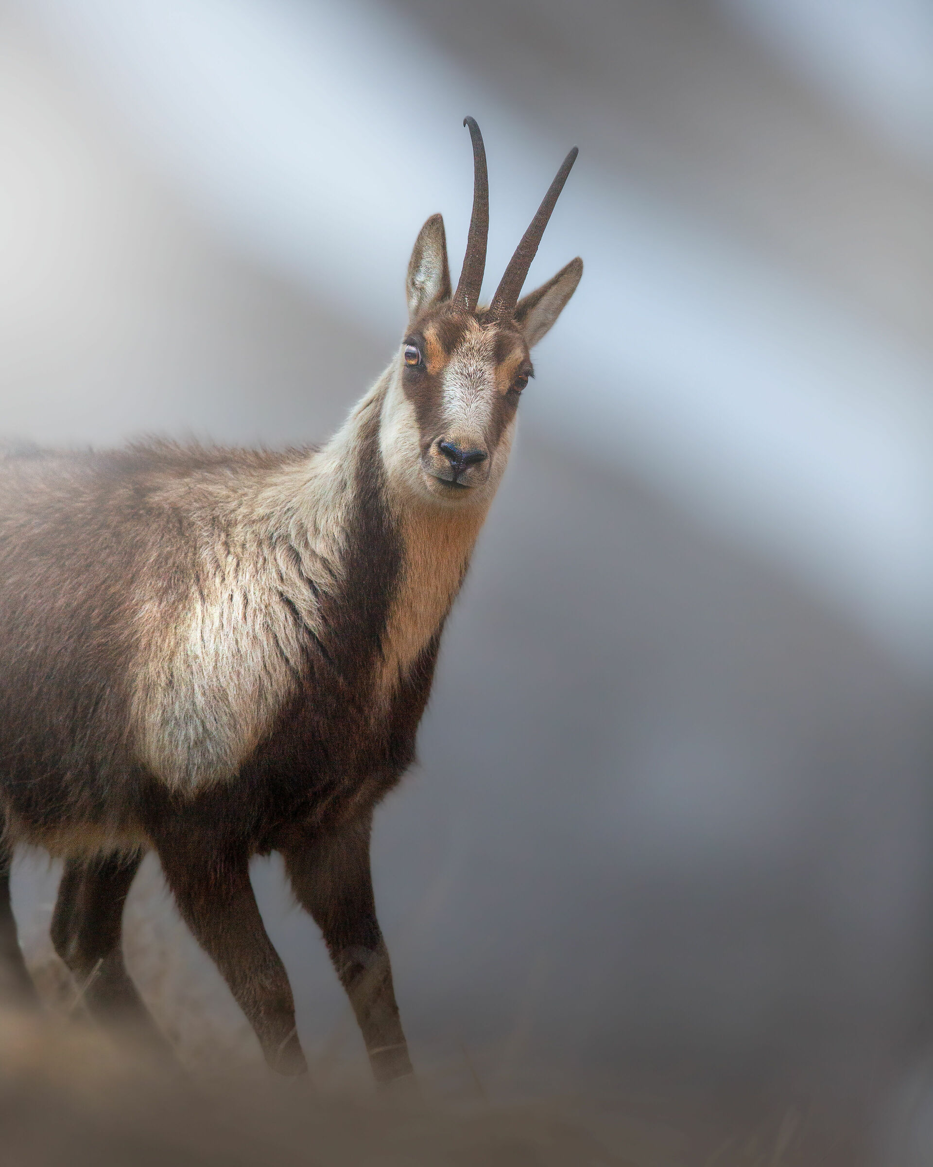 Camoscio Appenninico