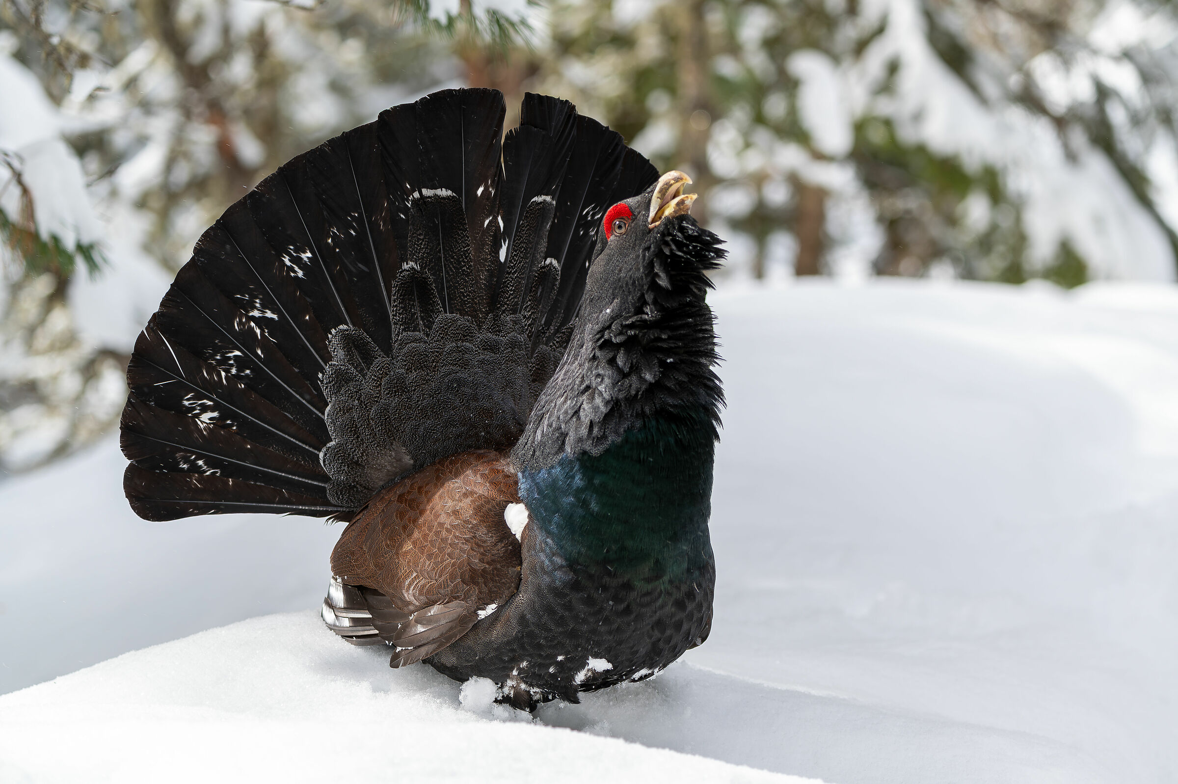 Capercaillie in the snow
