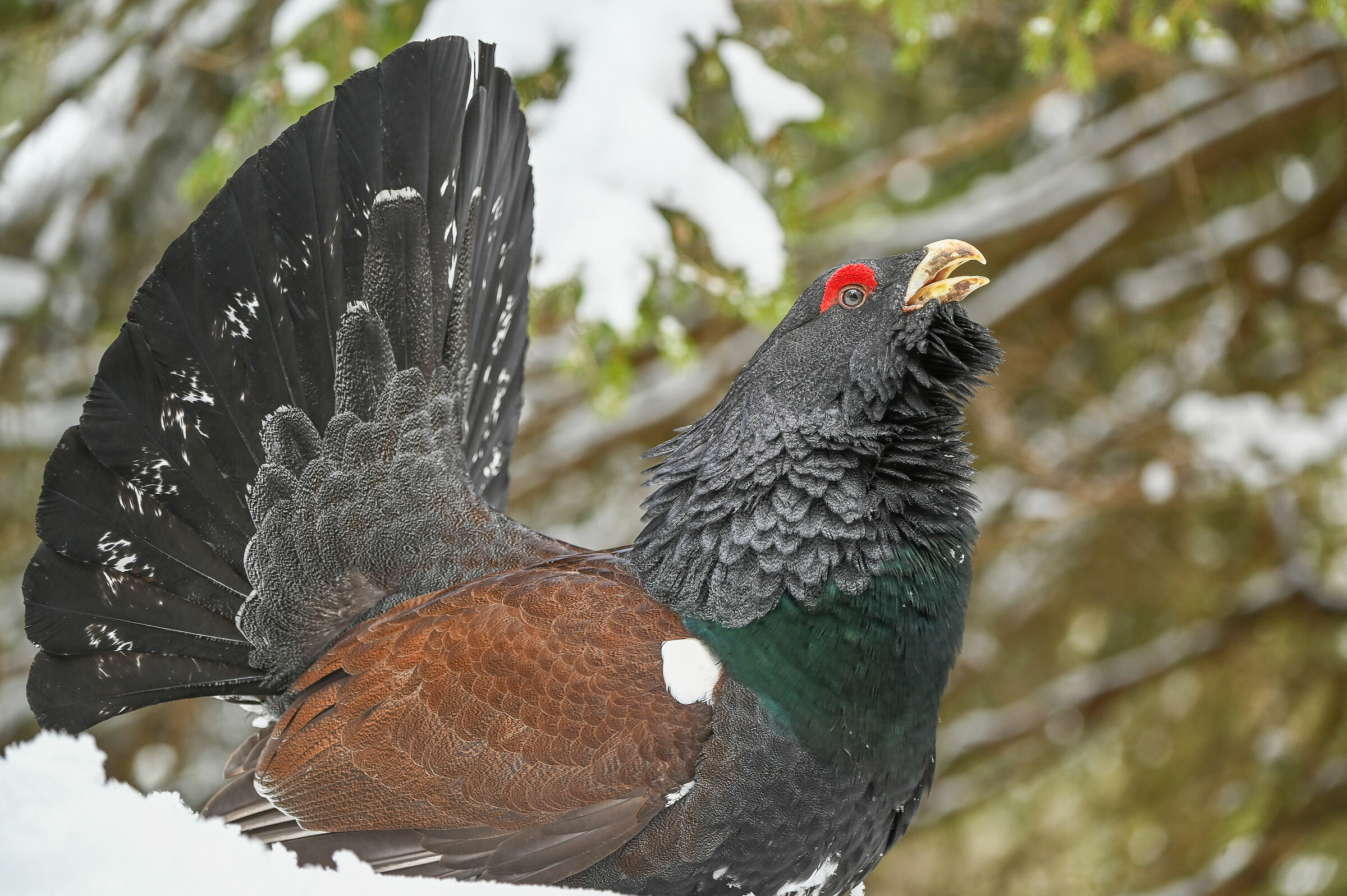 Capercaillie in the snow