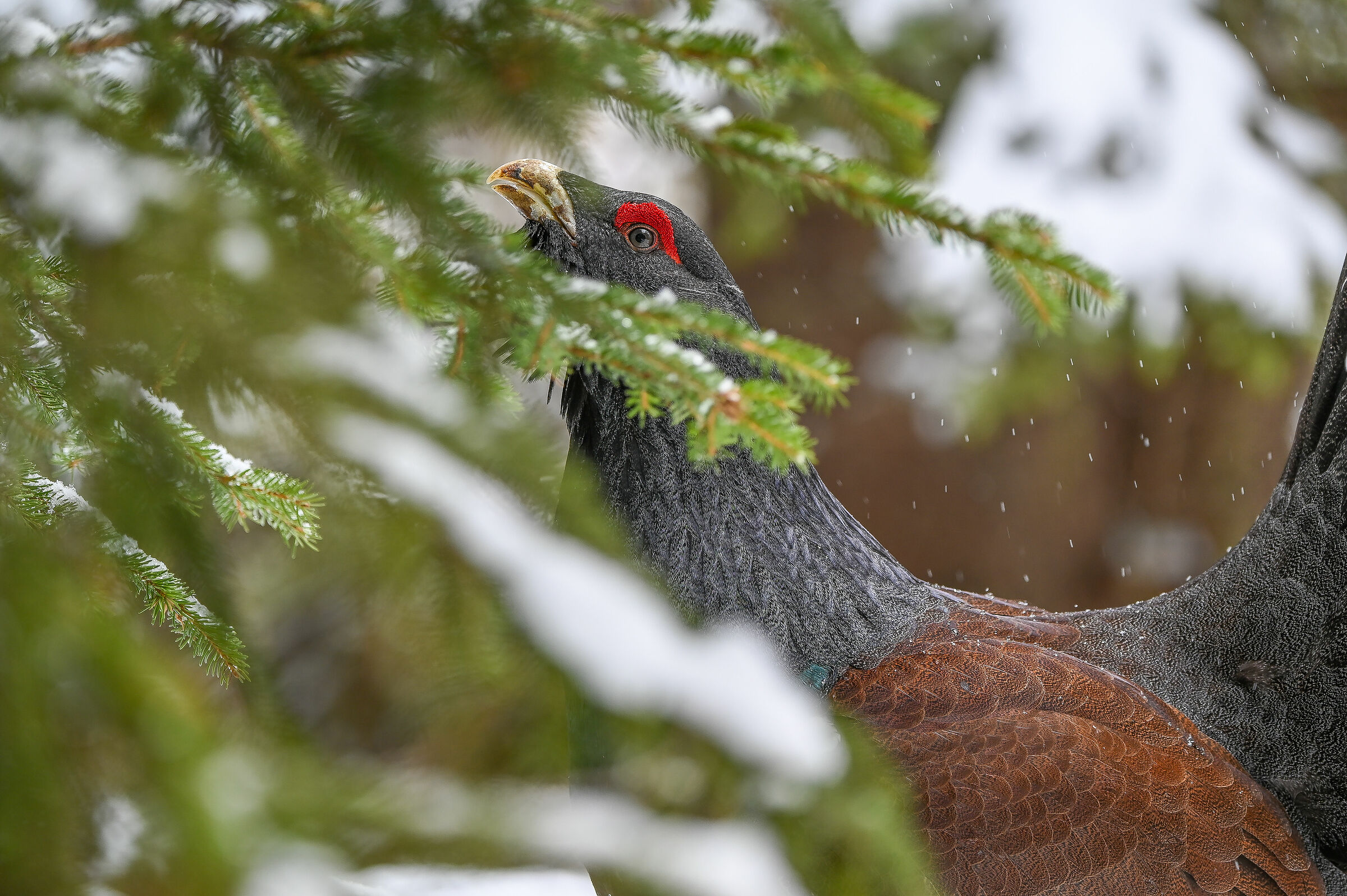 Capercaillie in the snow