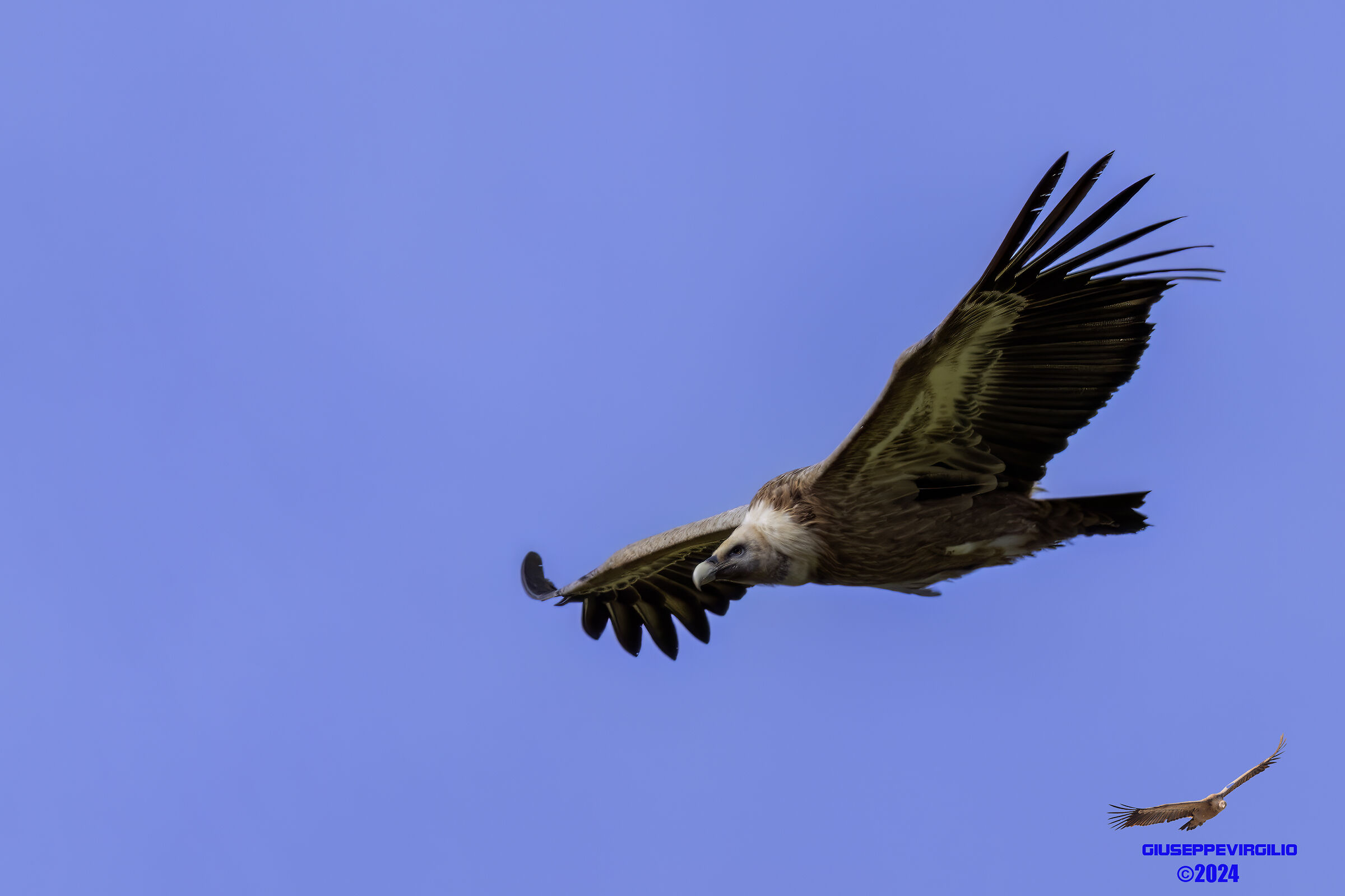 Grifone (Sardinia) 2024