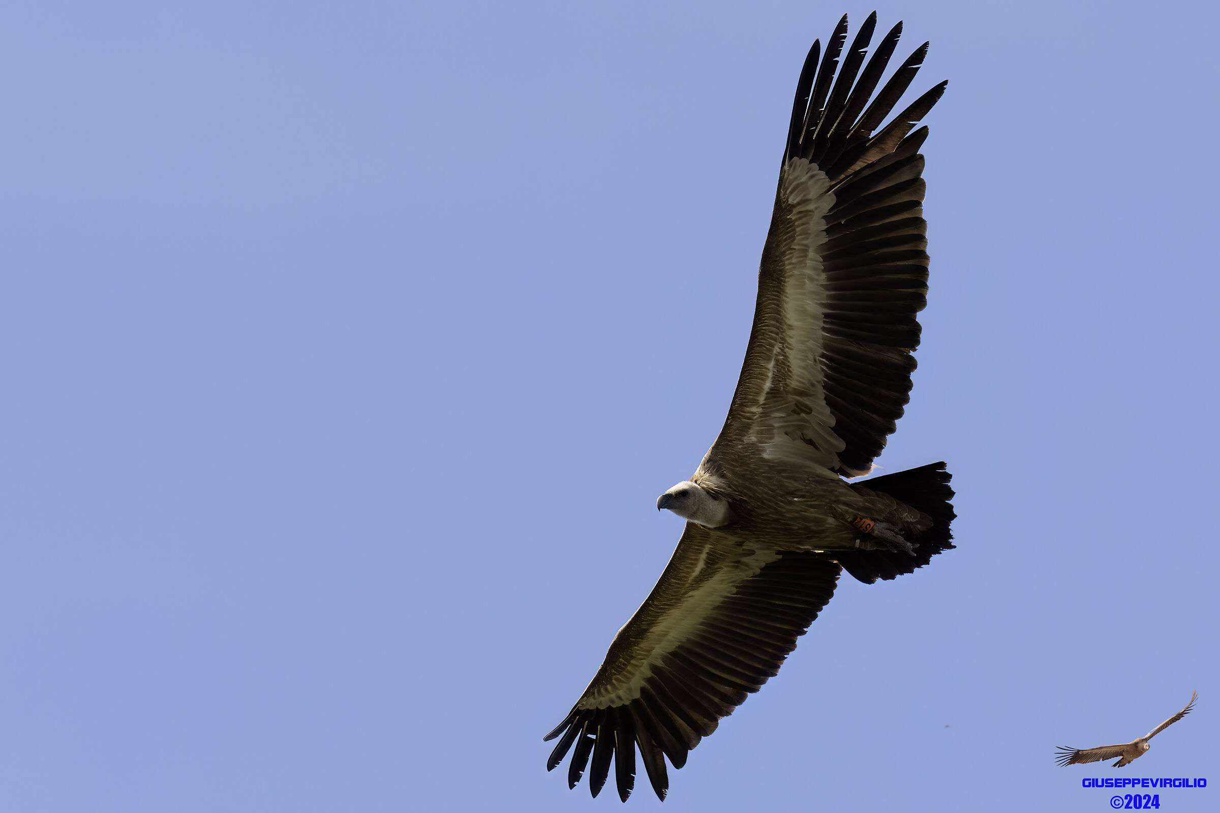 Grifone (Sardinia) 2024