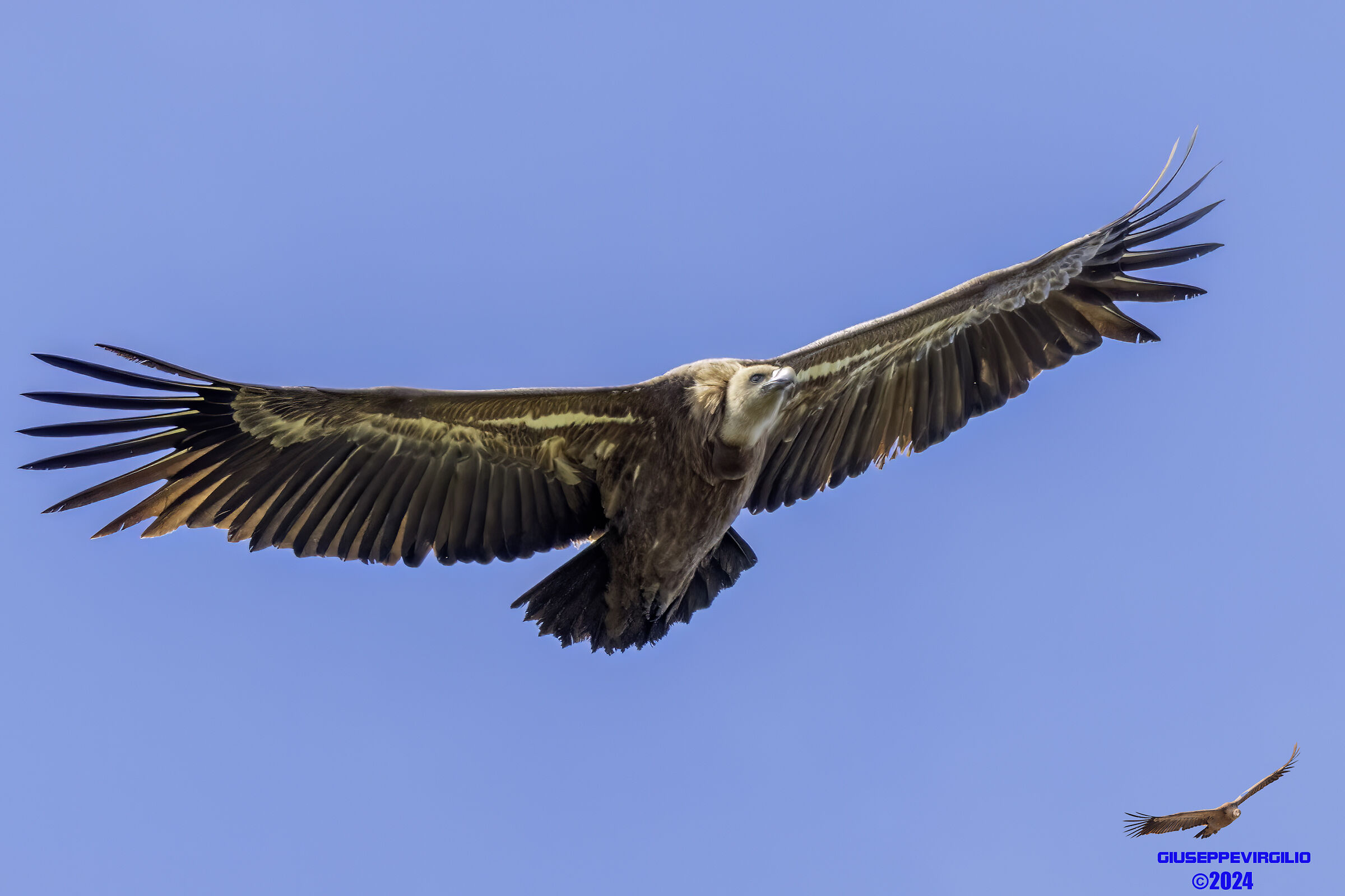 Grifone (Sardinia ) 2024