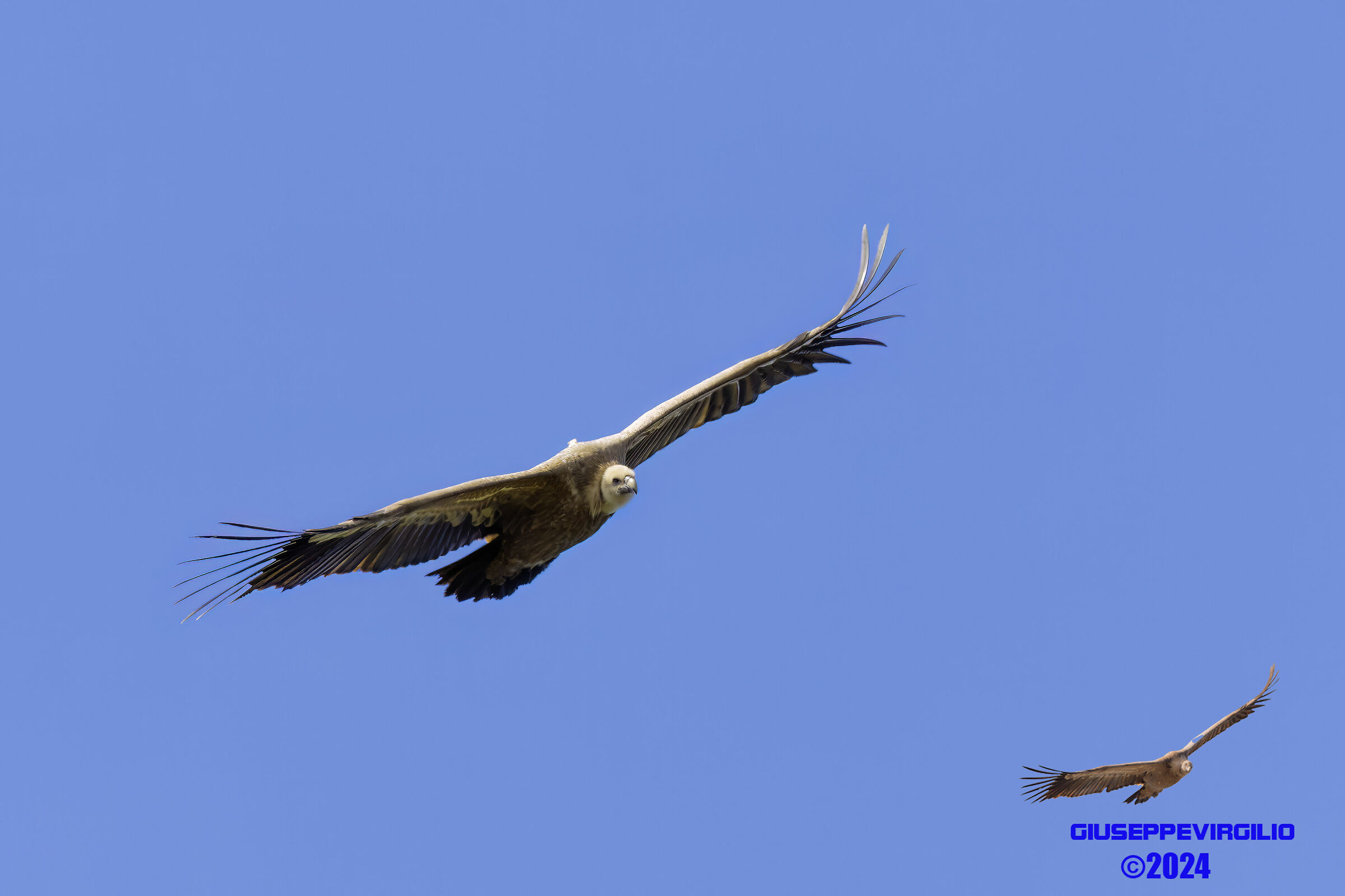 Grifone (Sardinia) 2024