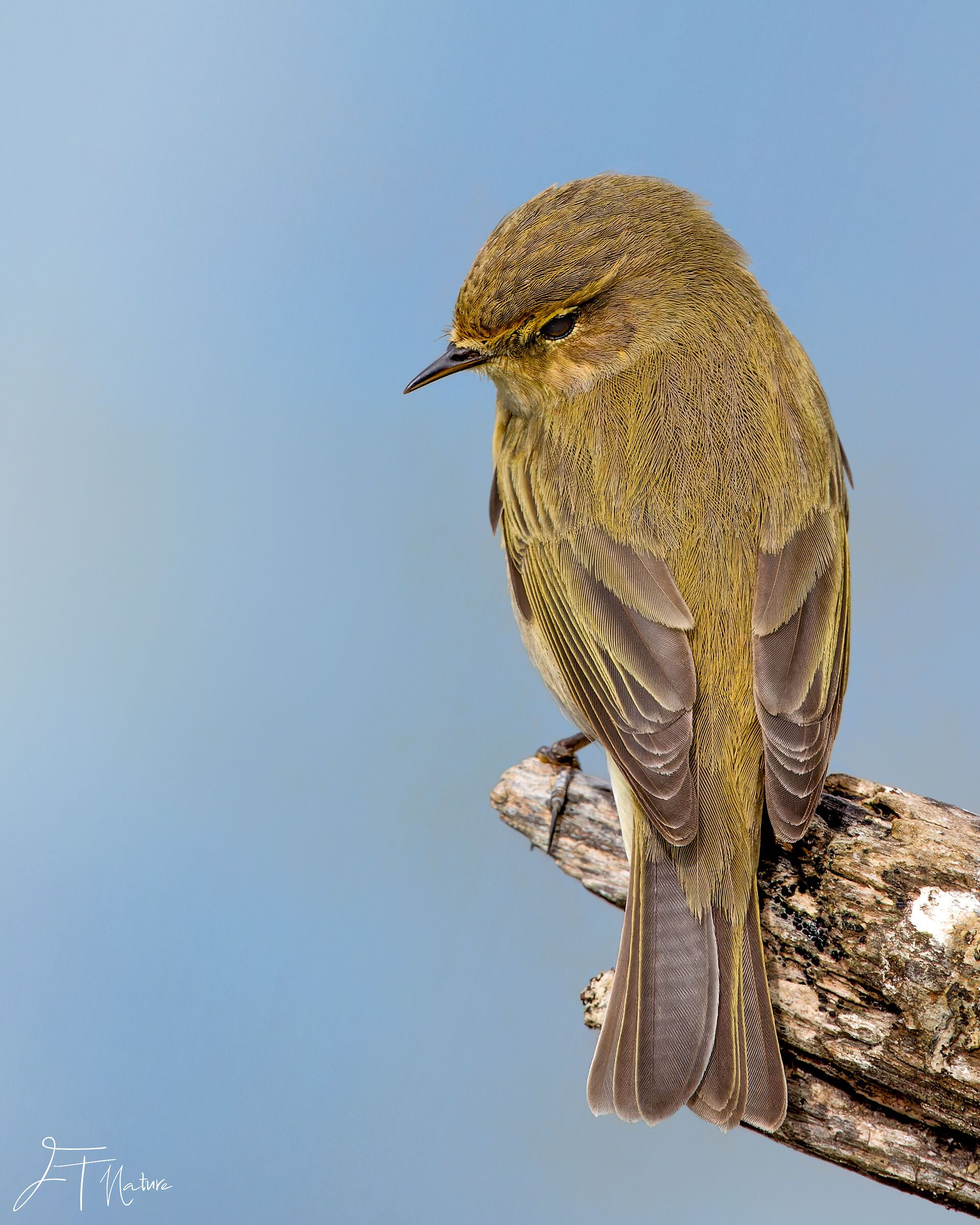 Chiffchaff