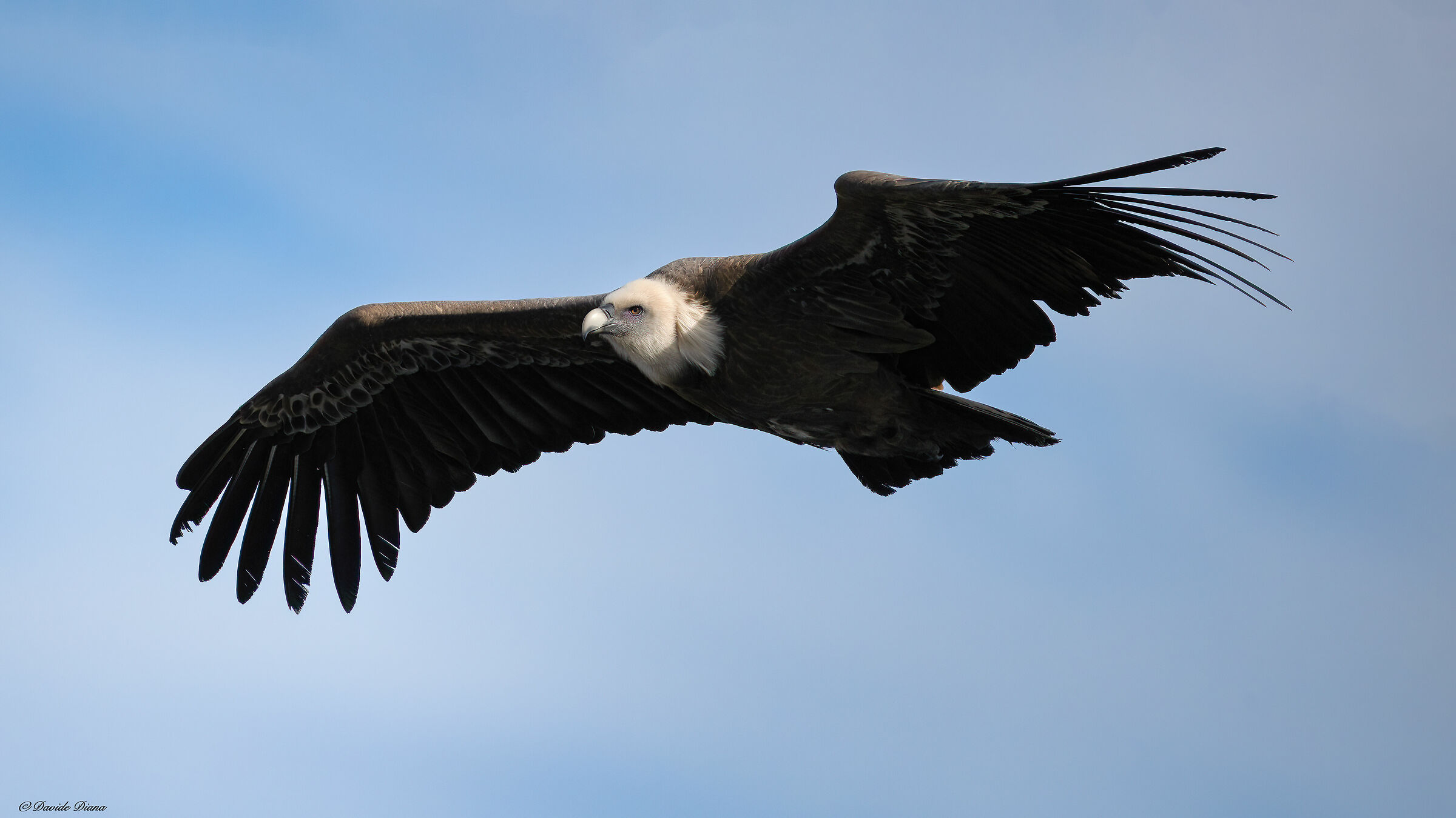 Griffon vulture - Gorges du Verdon