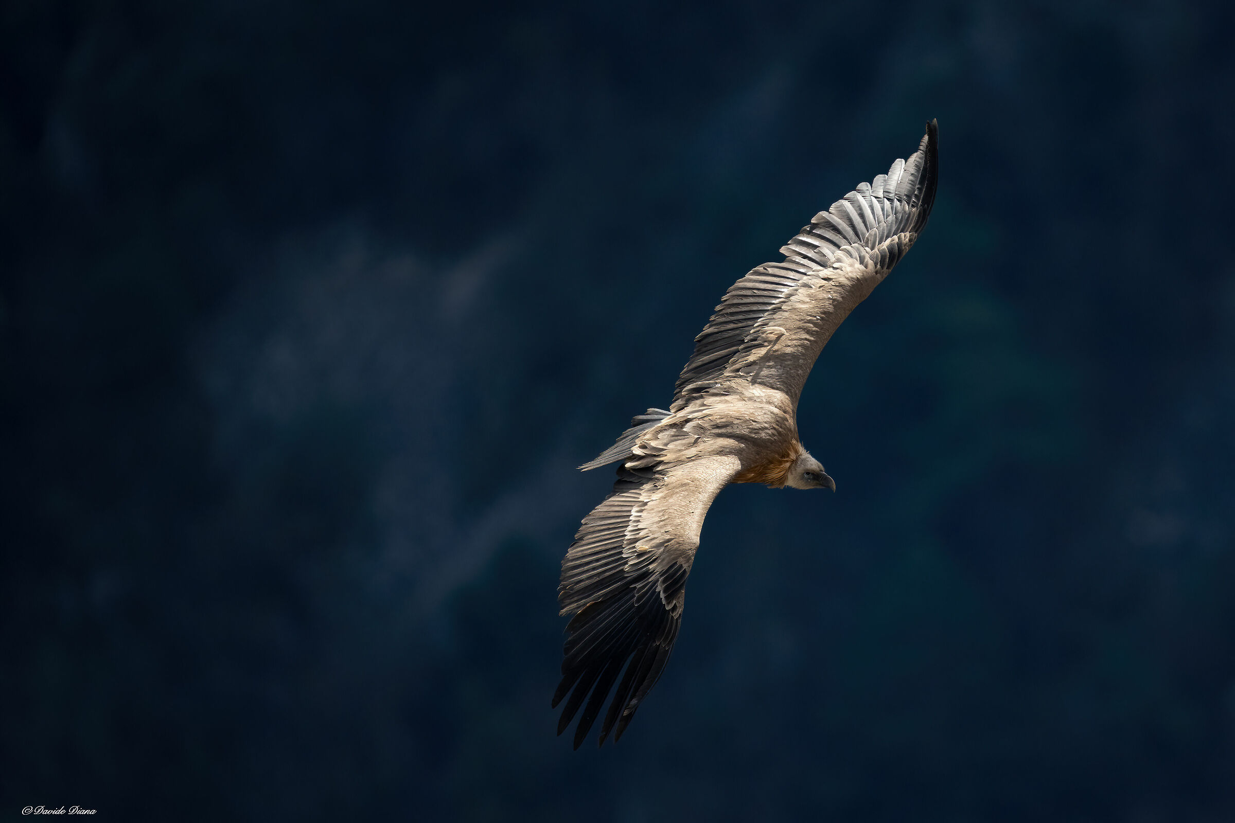 Griffon vulture - Gorges du Verdon