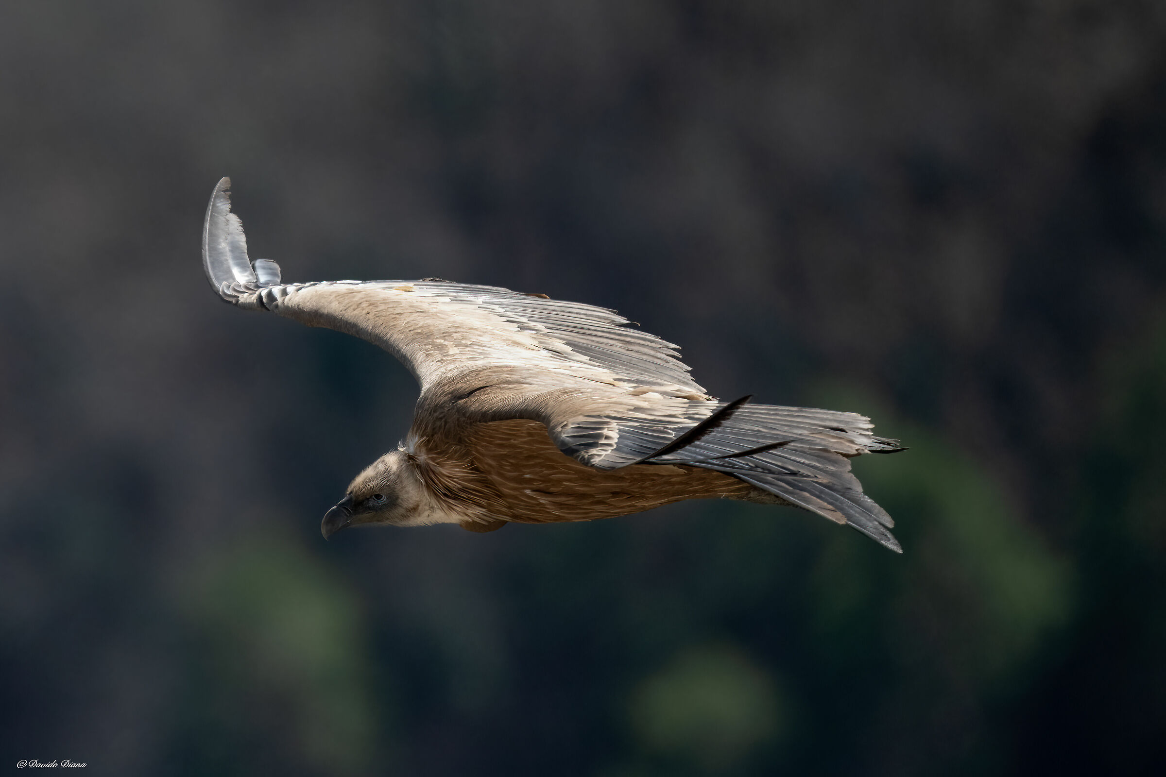 Griffon vulture - Gorges du Verdon