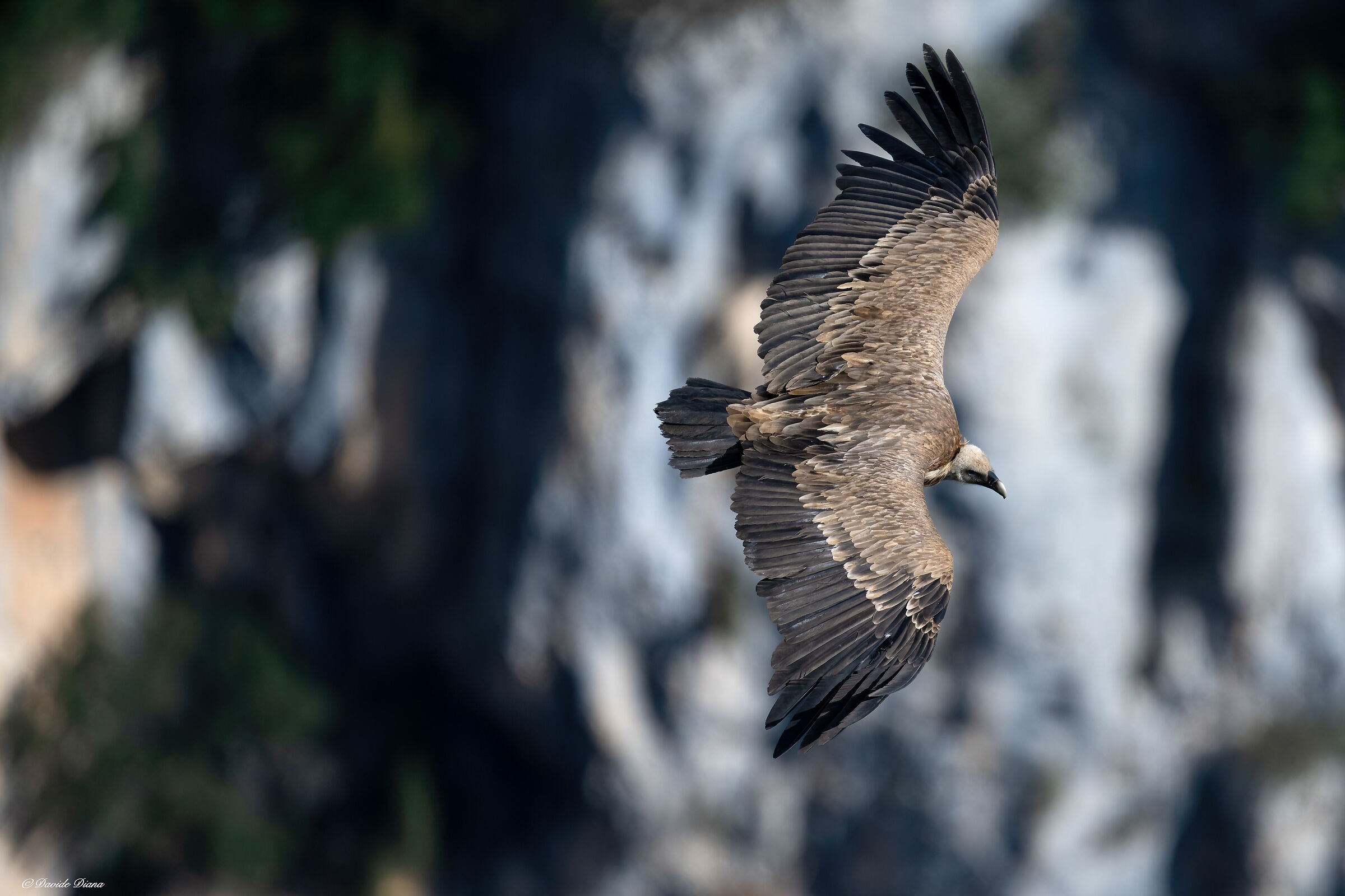 Griffon vulture - Gorges du Verdon