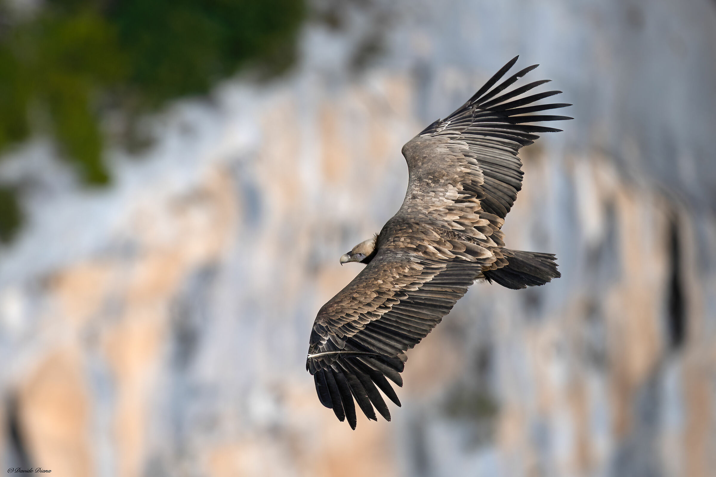 Griffon vulture - Gorges du Verdon