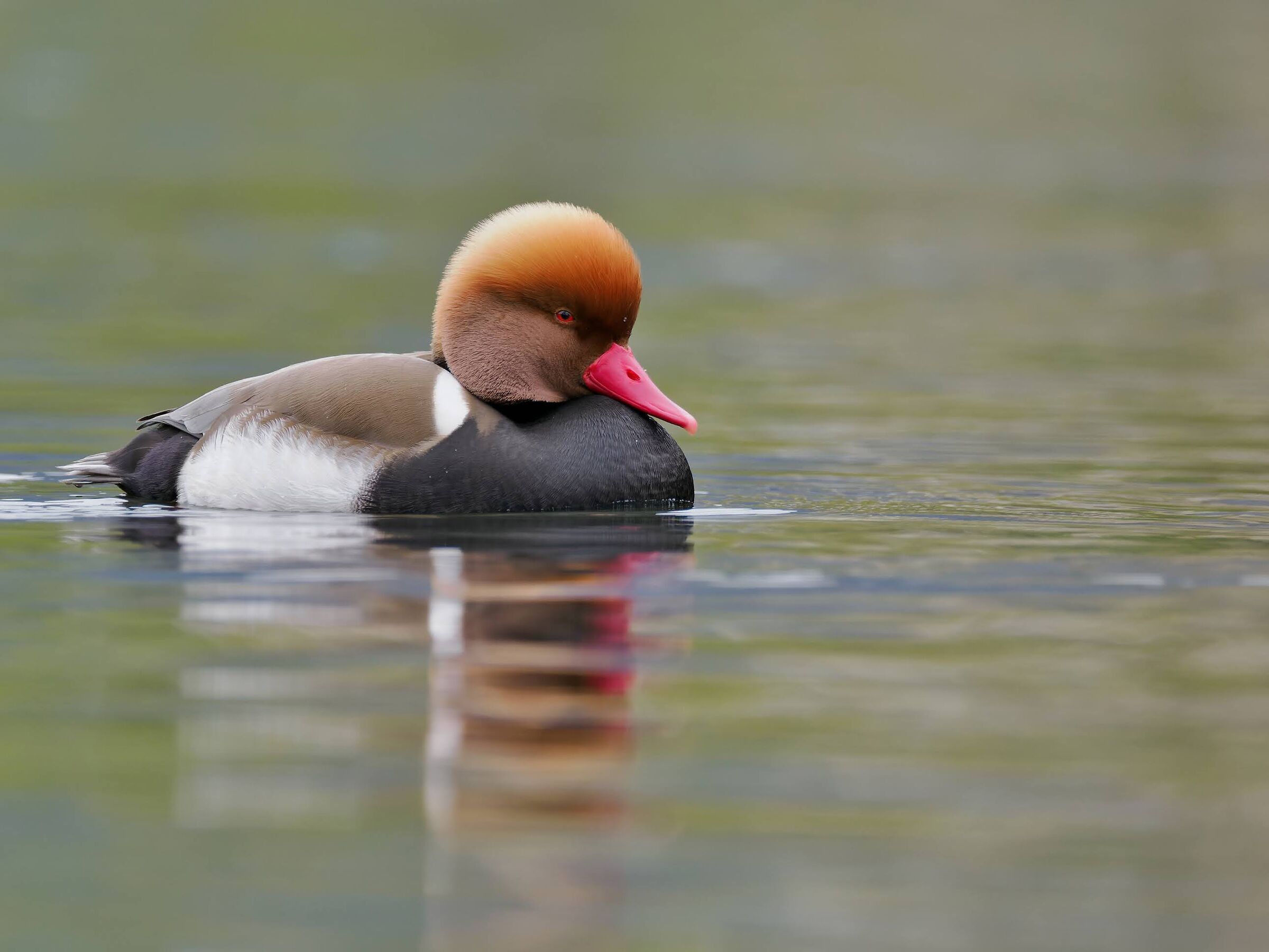 Turkish Pochard (m)