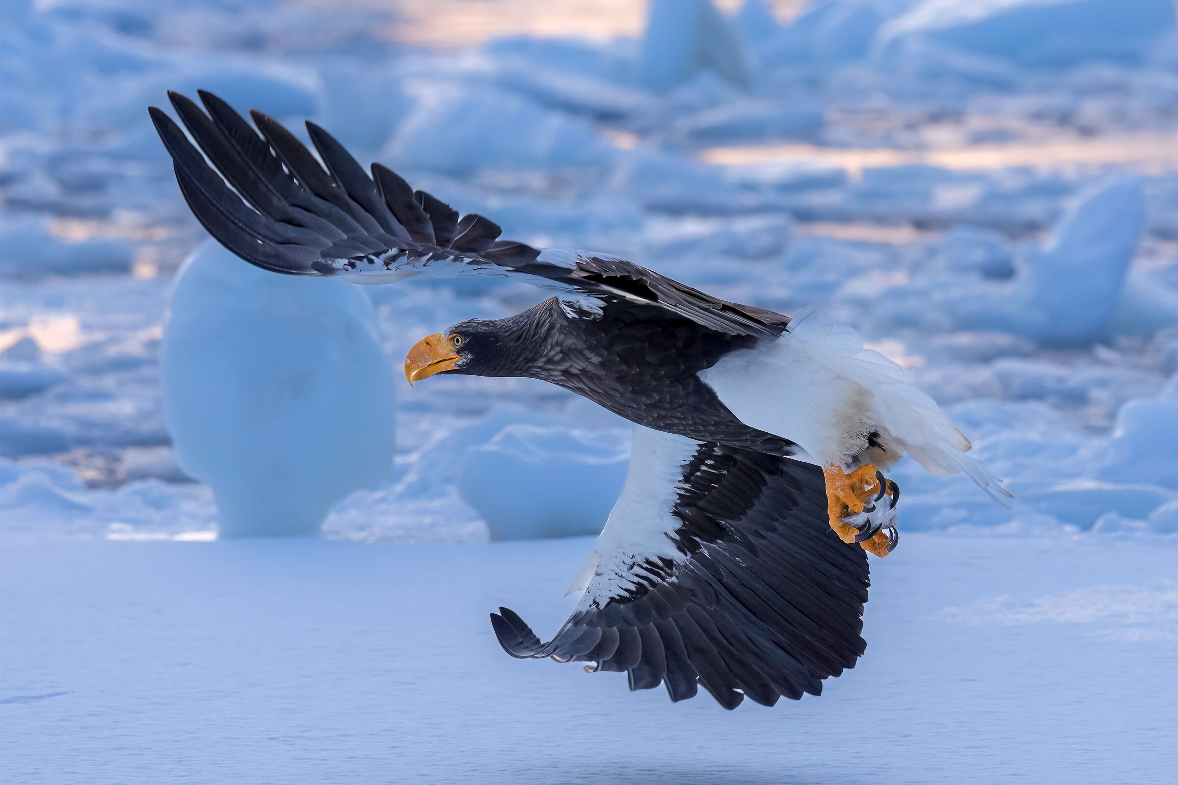 Haliaeetus pelagicus