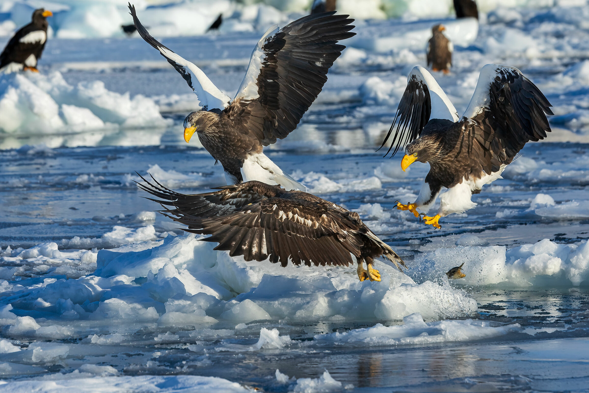 ...1,2,3...Stell..er!...