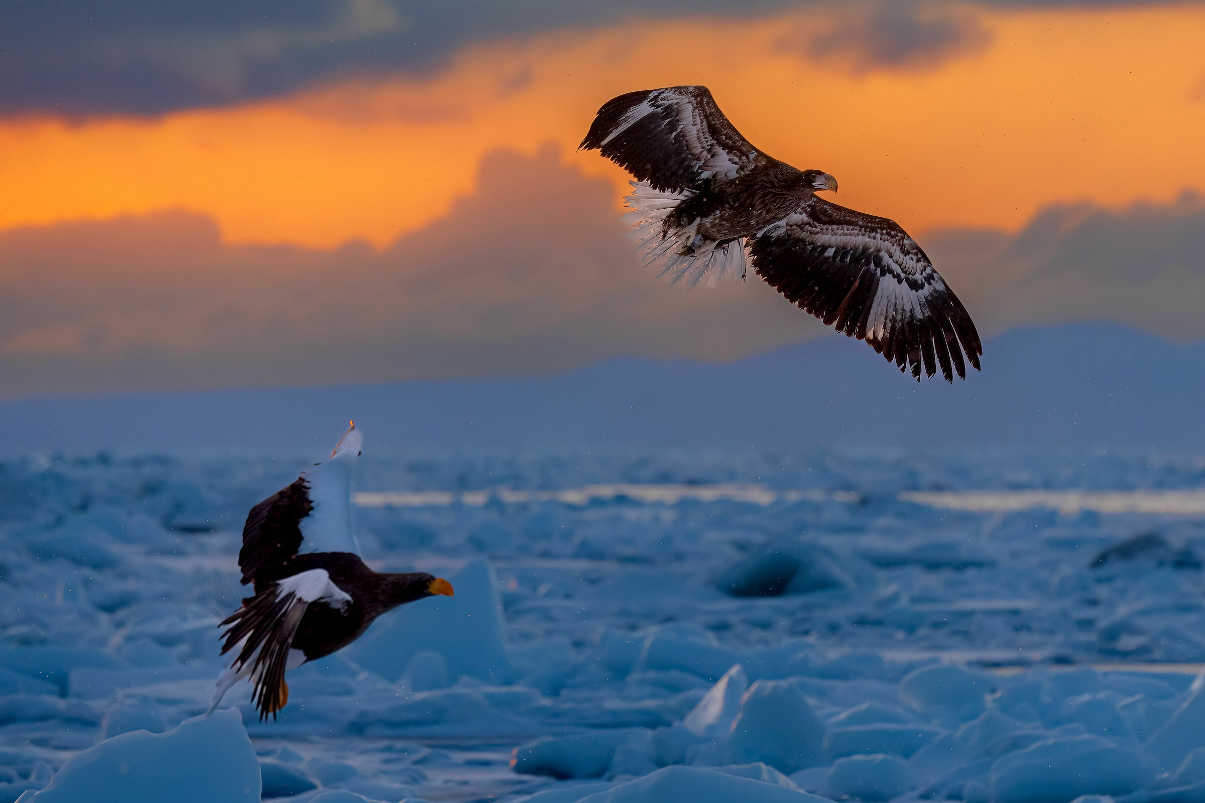 Eagles at sunrise