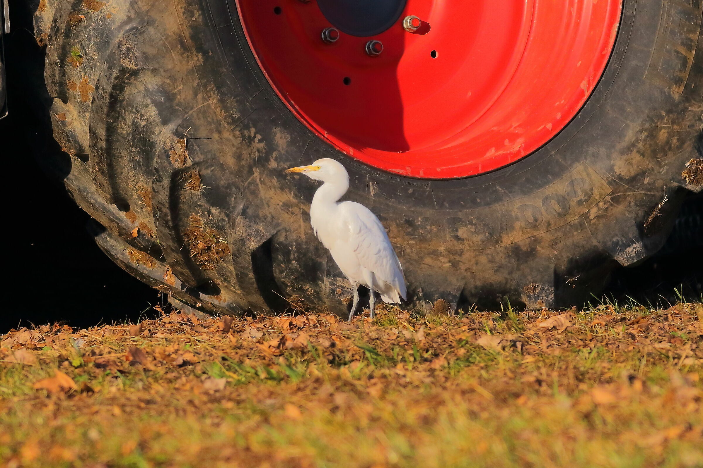 Cattle Guards 13 January 2024 - 6054