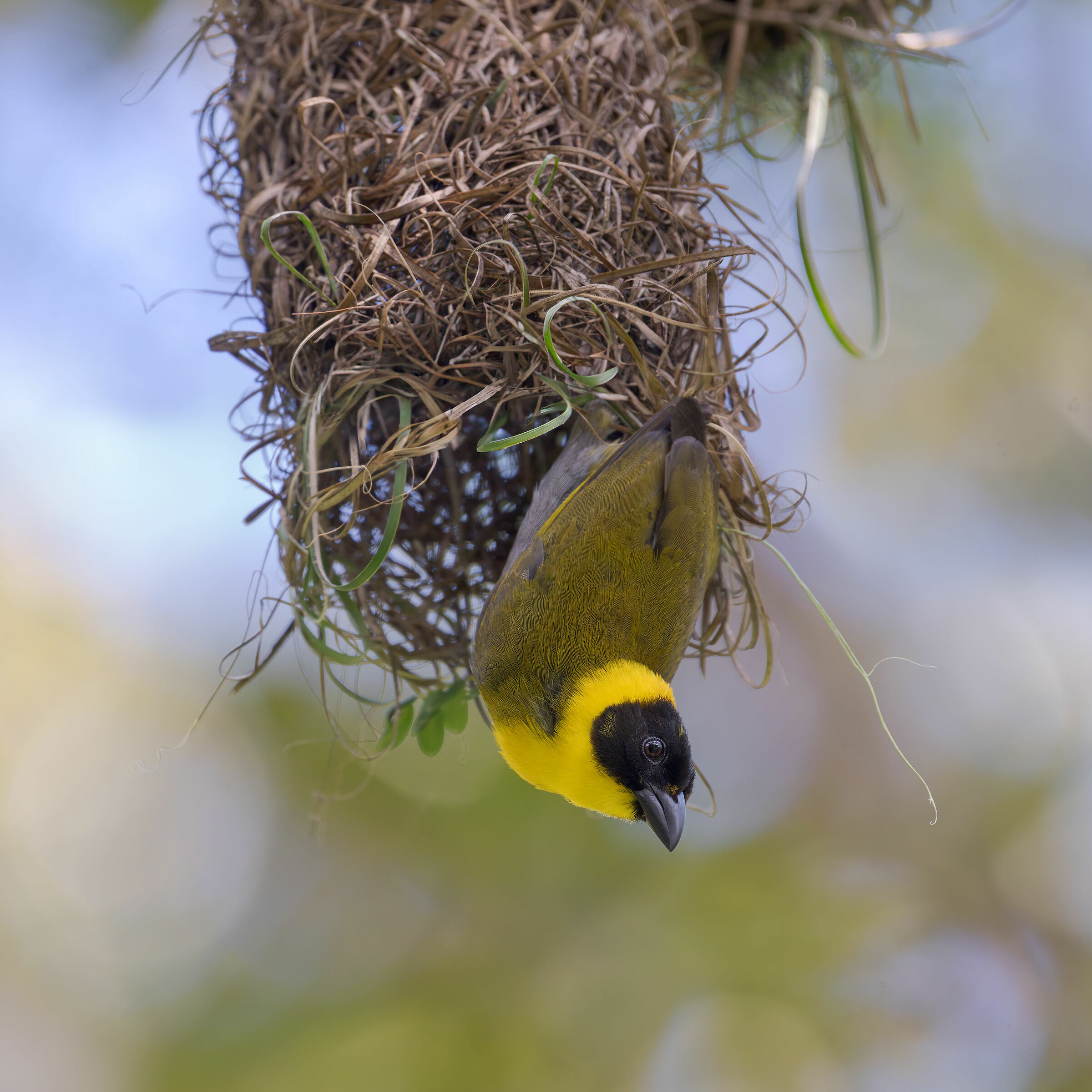 Weaver Nelicourvi