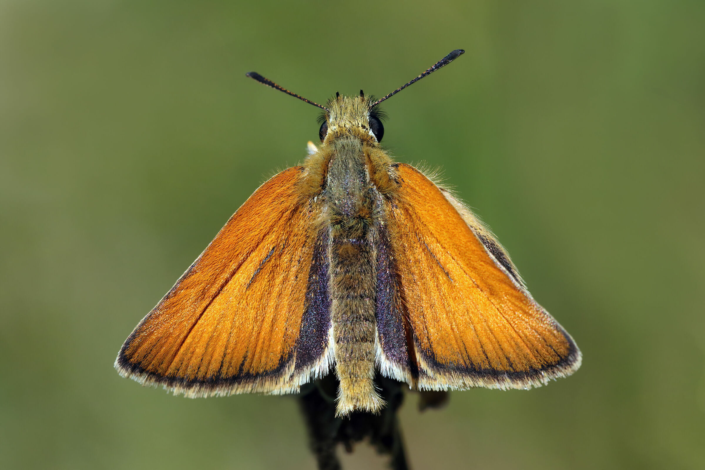 Thymelicus lineola (esemplare maschio)