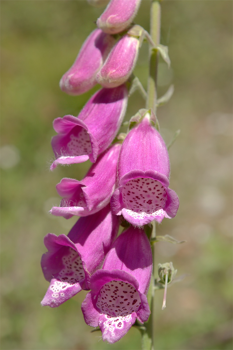 Digitale ( digitalis Purpurea)