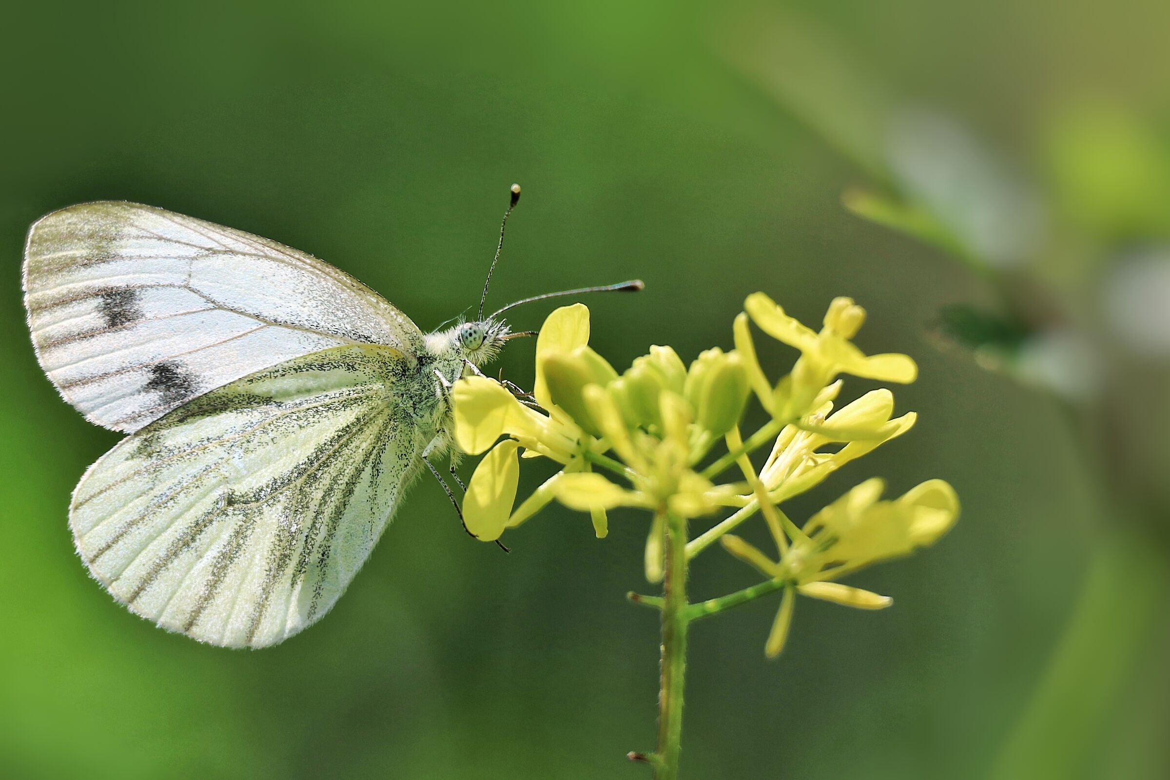 Pieris napi