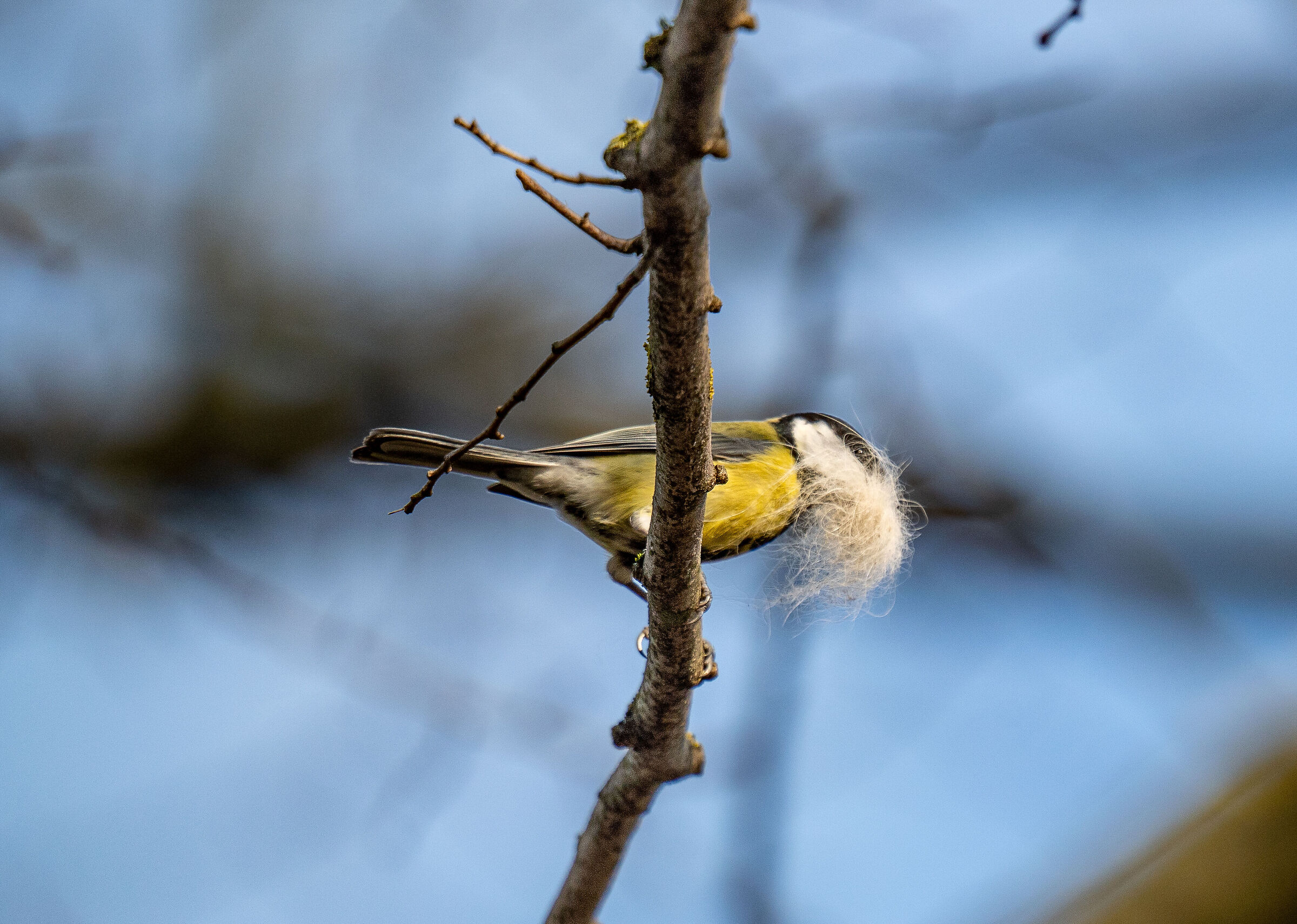 the best for the nest