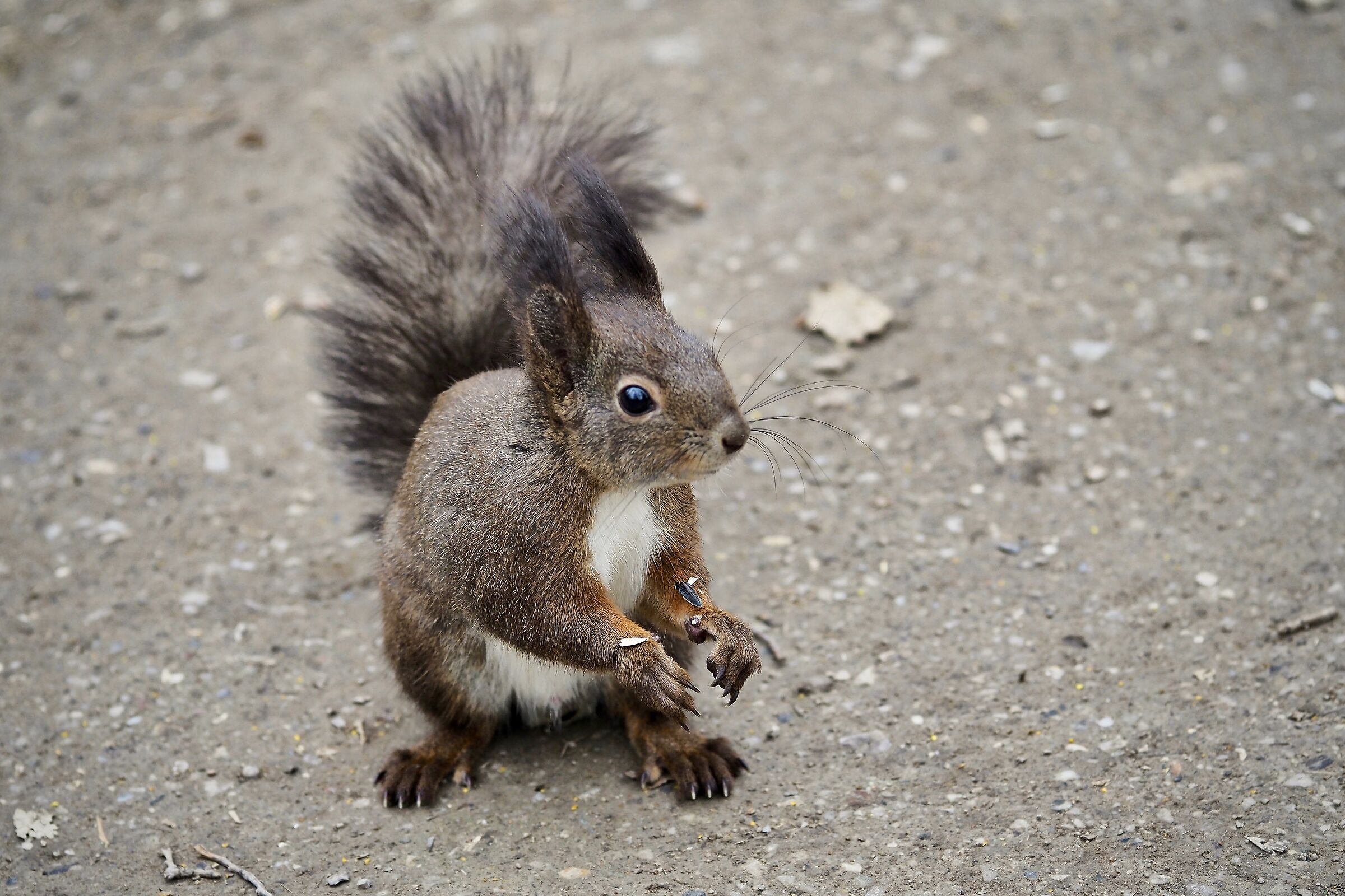 Scoiattolina rossa autoctona